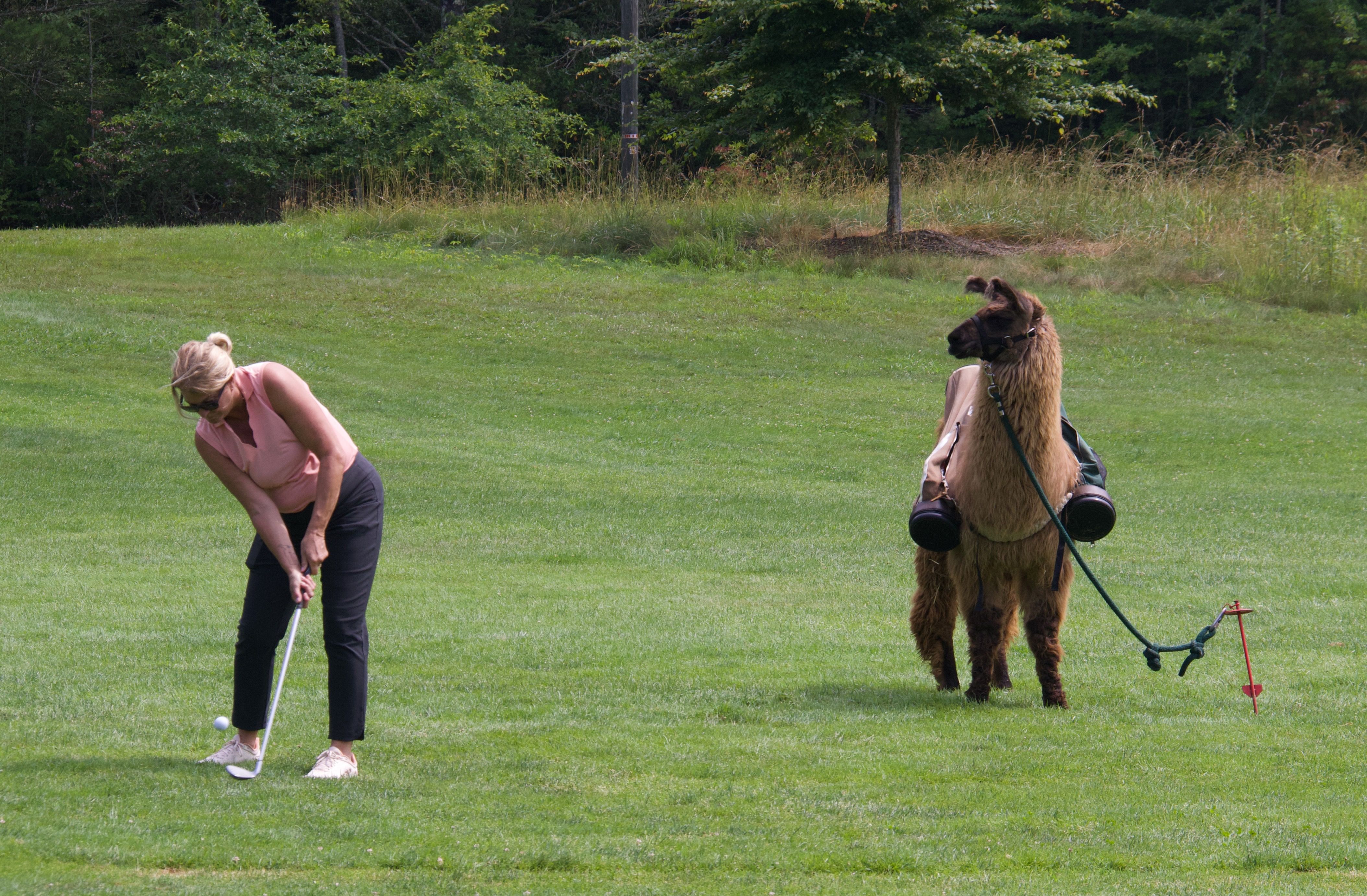 A golfer lines up her shot while a llama watches nearby.