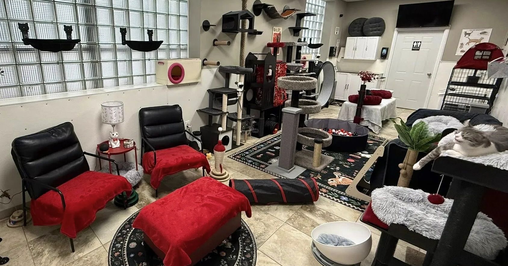 Cozy cat lounge with black chairs draped in red blankets, multiple cat trees and climbing shelves, black tunnel, ball pit, and a relaxed gray and white cat on a cushioned perch.