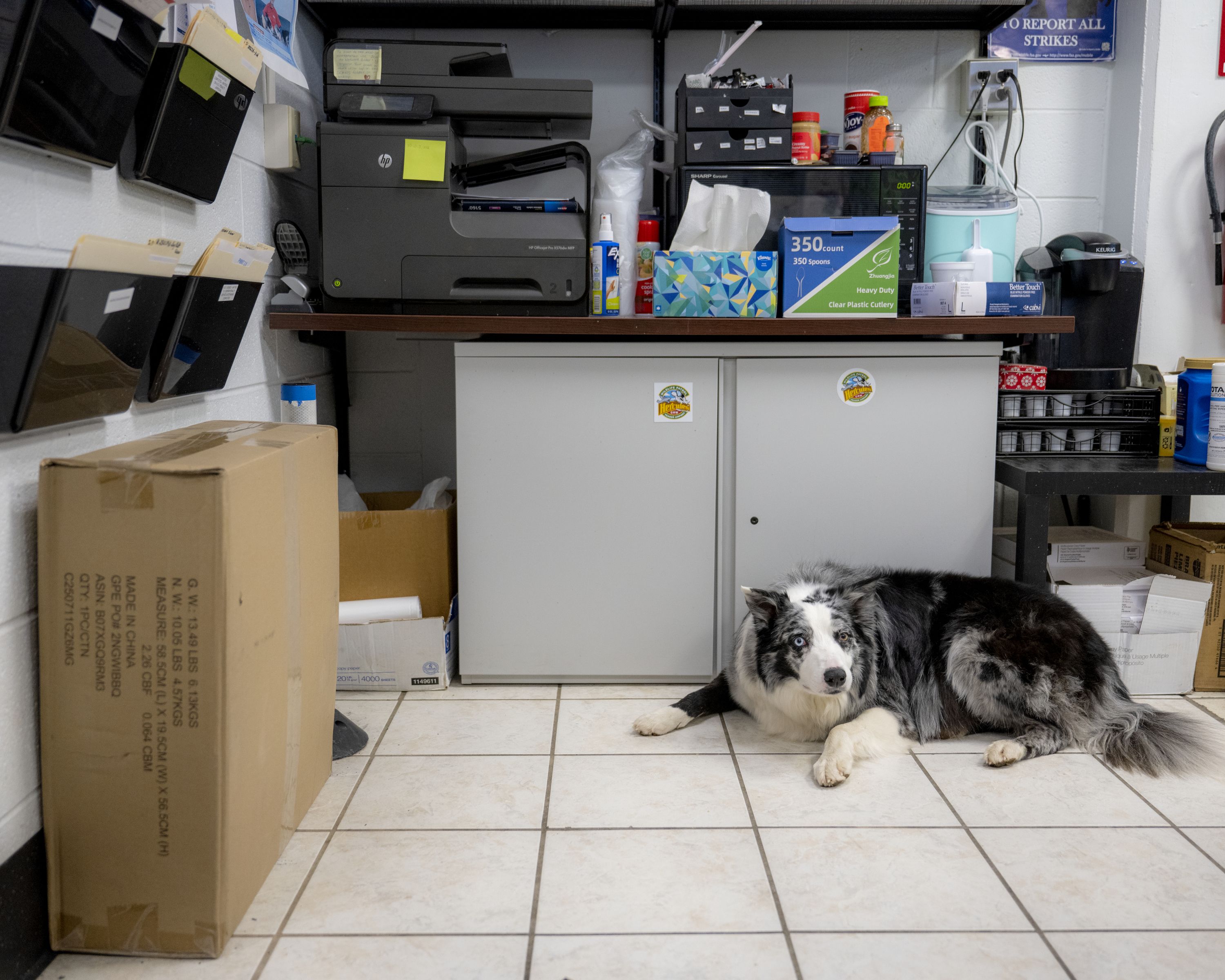 Hercules takes a well-earned break. Photo: Rich-Joseph Facun/For The Washington Post via Getty Images