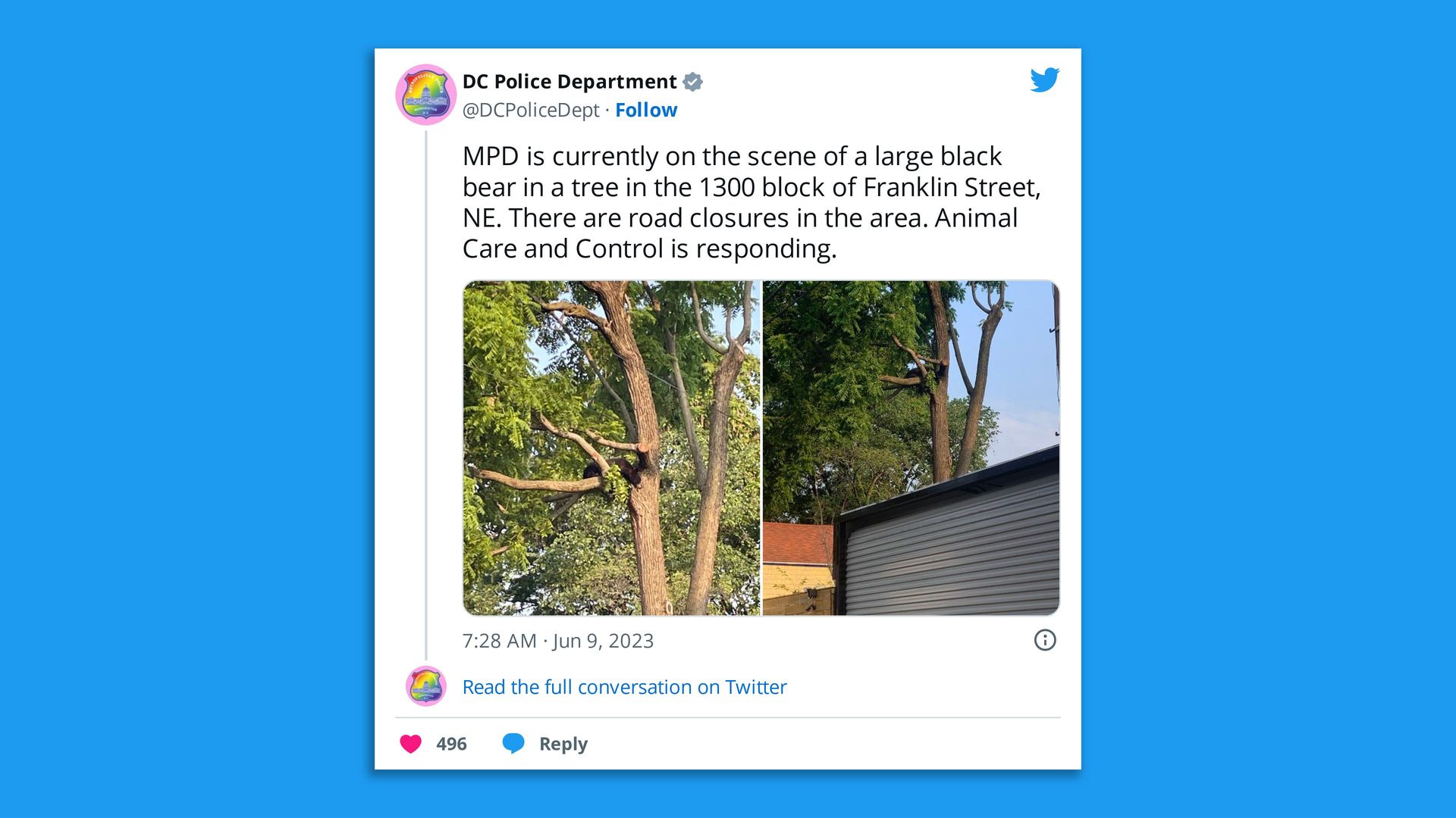 A tweet about a black bear in a tree
