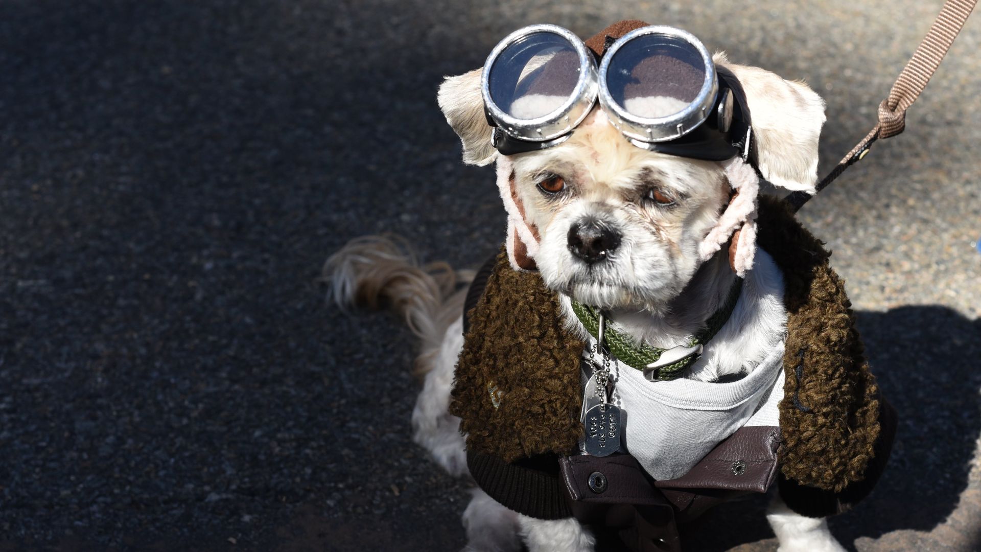 A dog in costume in New York City
