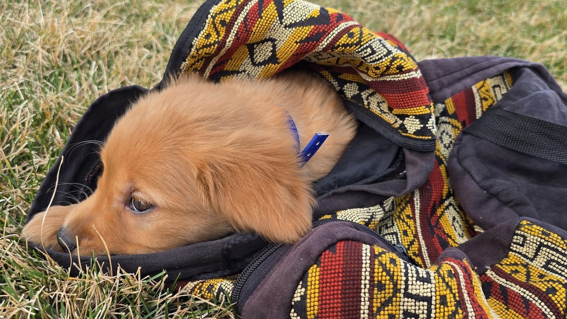 Golden retriever puppy lying on dry grass, head resting on the ground, wrapped in a bright geometric blanket with red, yellow, and black patterns; a blue collar tag is visible.