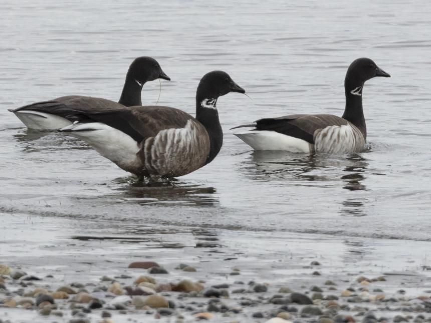 Black brant geese in Puget Sound waters. 