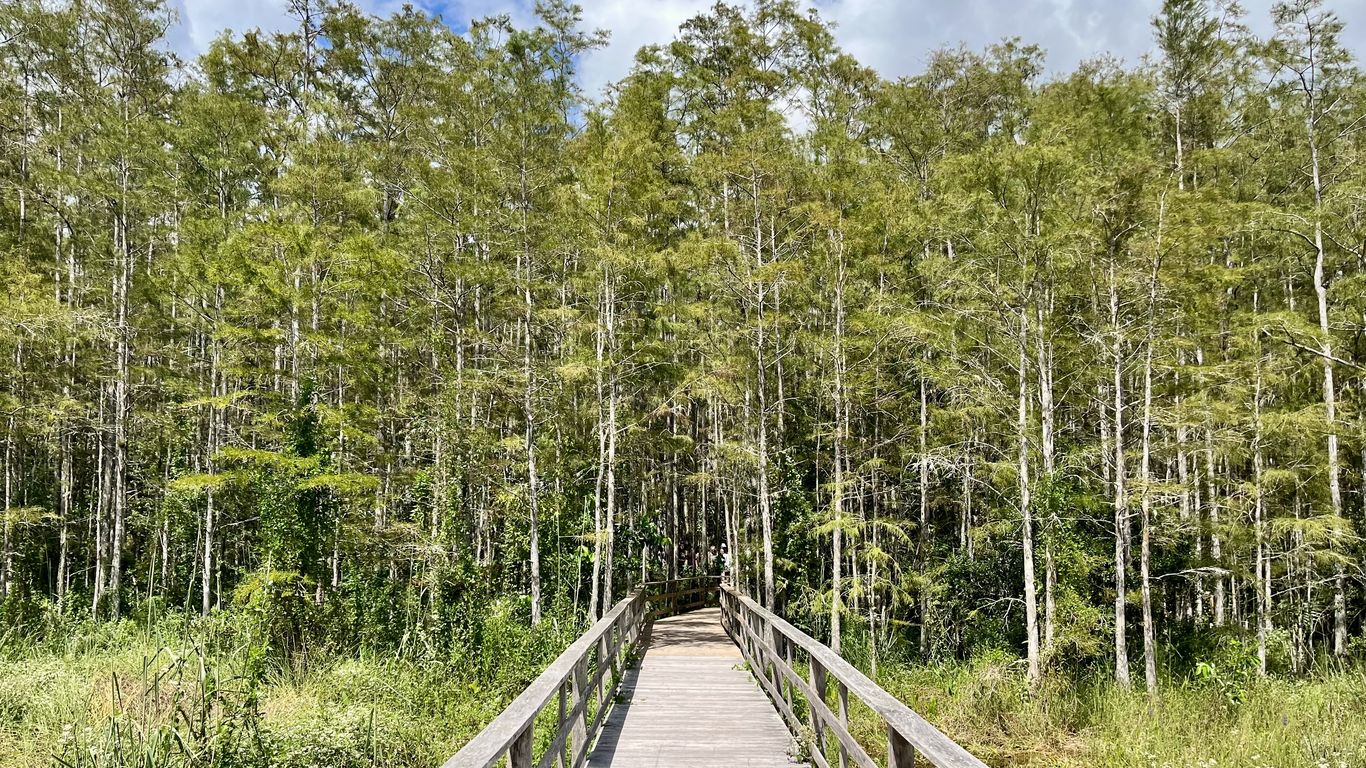 Houston Launches Digital Tool for Tree Equity