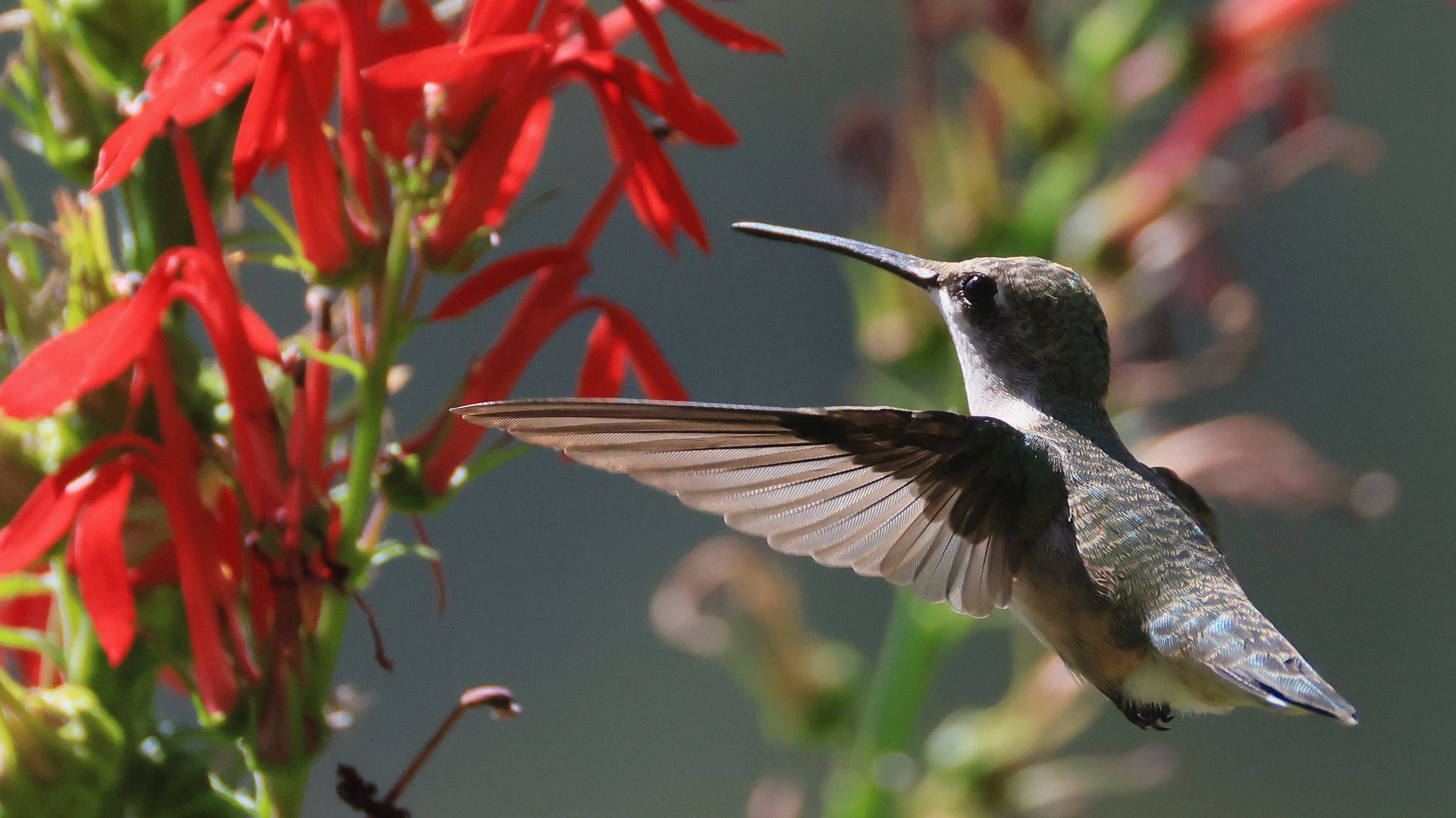 A small hummingbird with a long beak hovers beside bright red tubular flowers, its iridescent grey-brown feathers catching sunlight as its wings beat.
