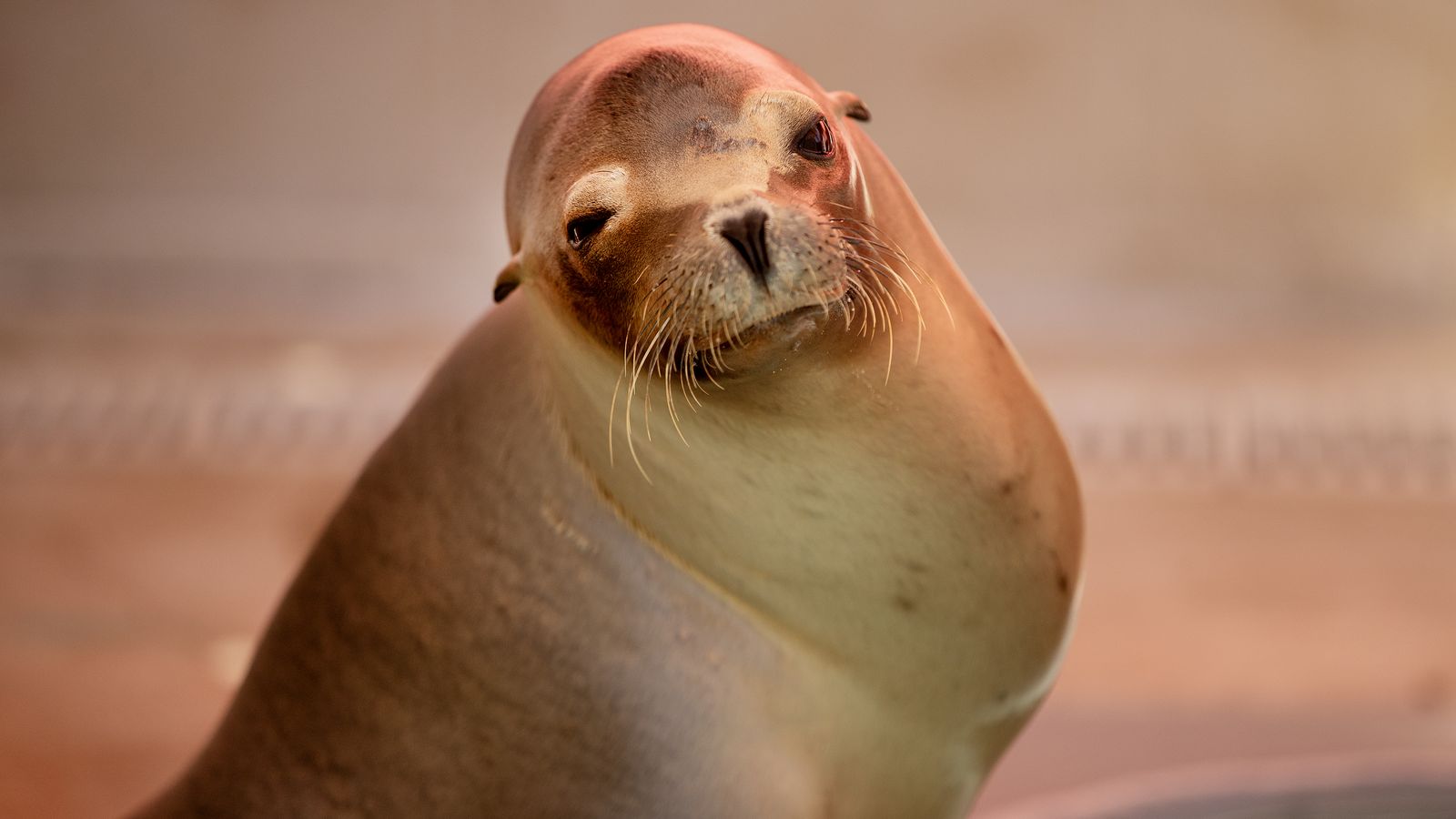 California sea lions biting beachgoers as toxic algae makes animals sick