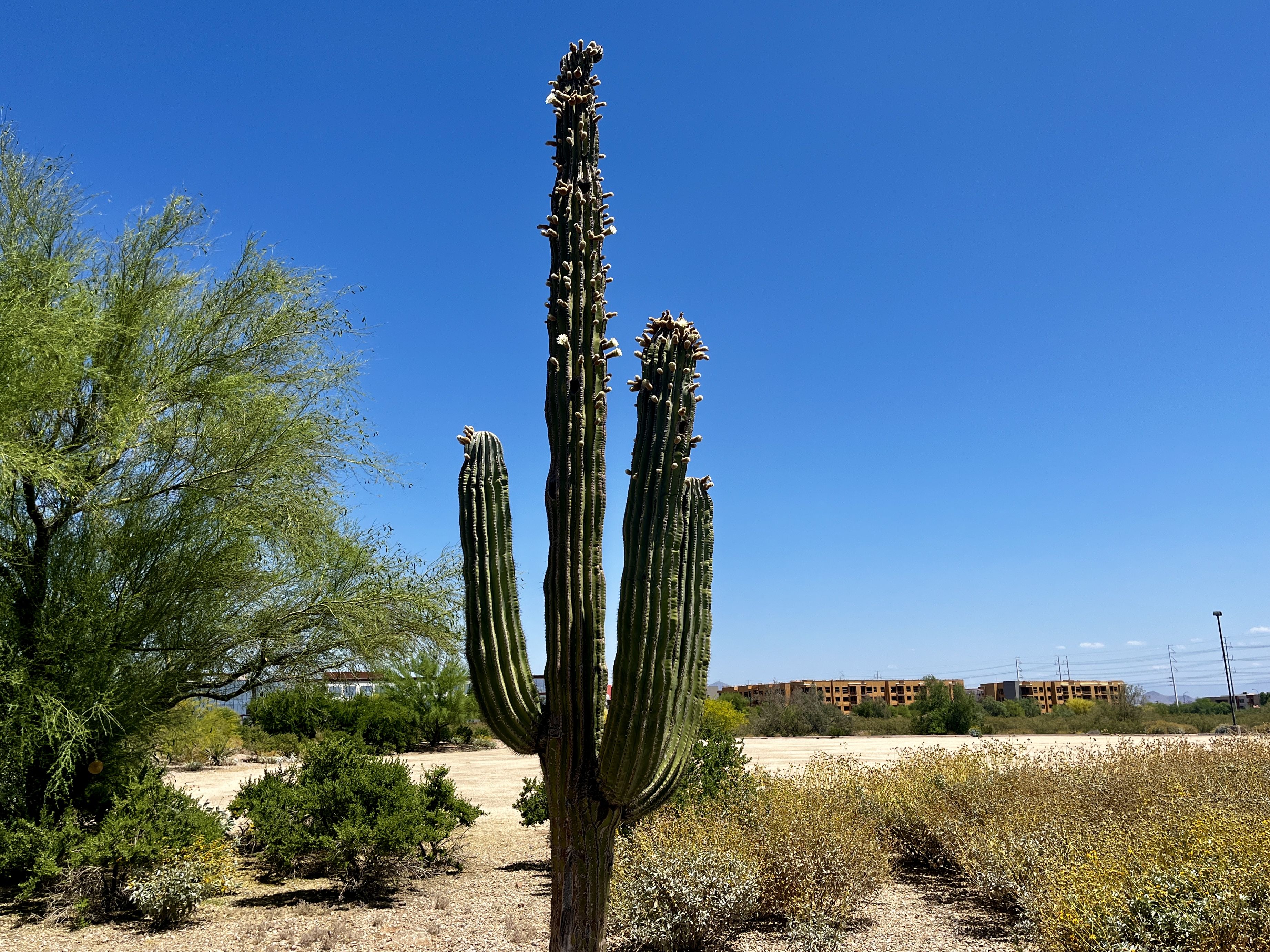Help save cactuses in Phoenix with the 2023 saguaro census