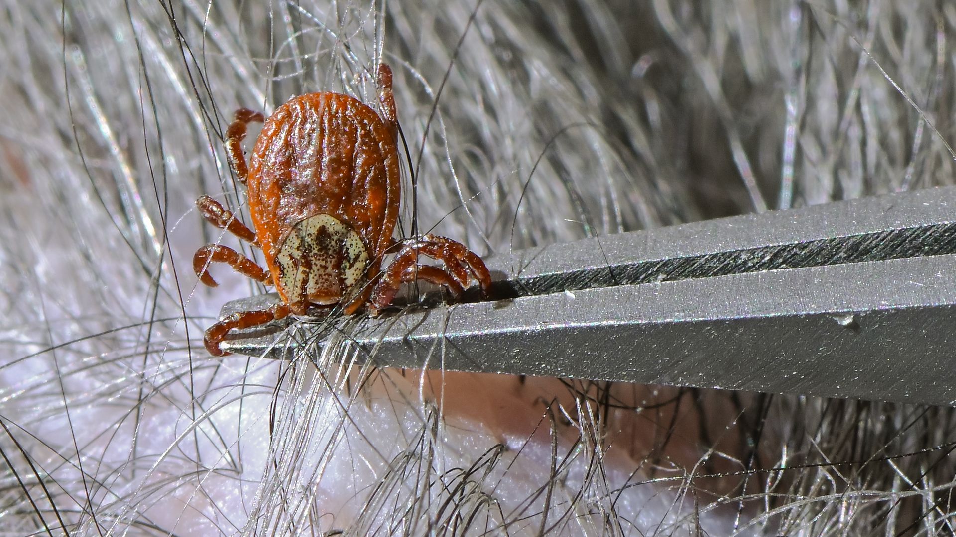 A photo of a tick.