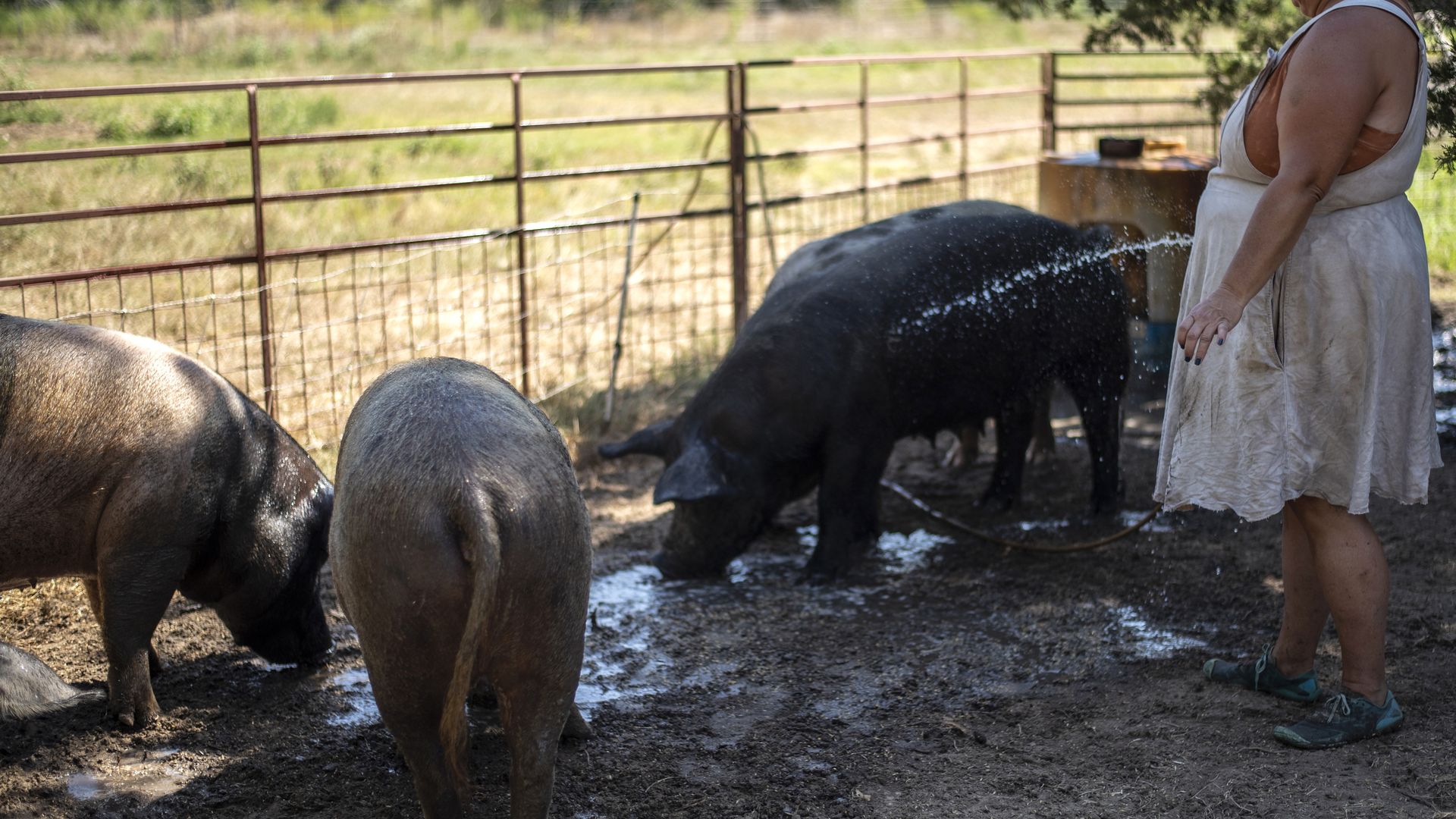 A farming hosing down some hot pigs outside Paige, Texas, in July 2022.