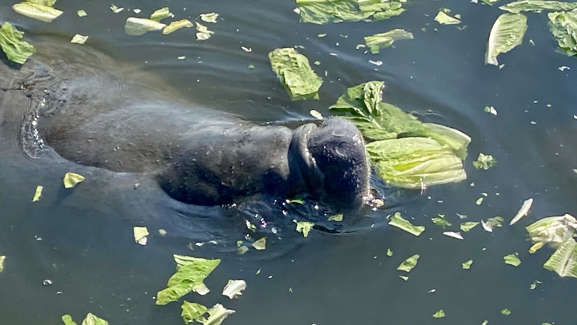 A manatee eats lettuce