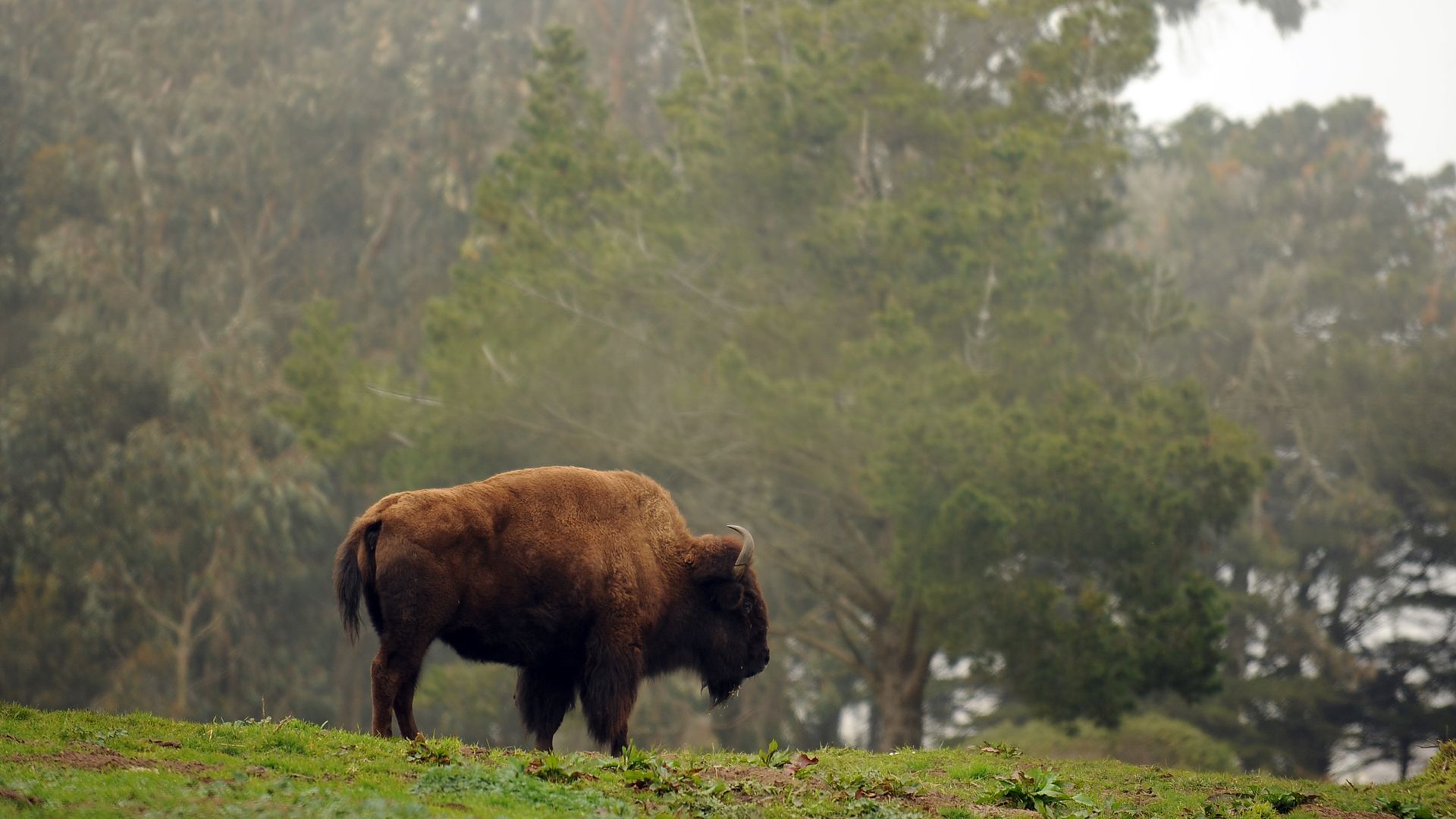 Bison in Golden Gate Park