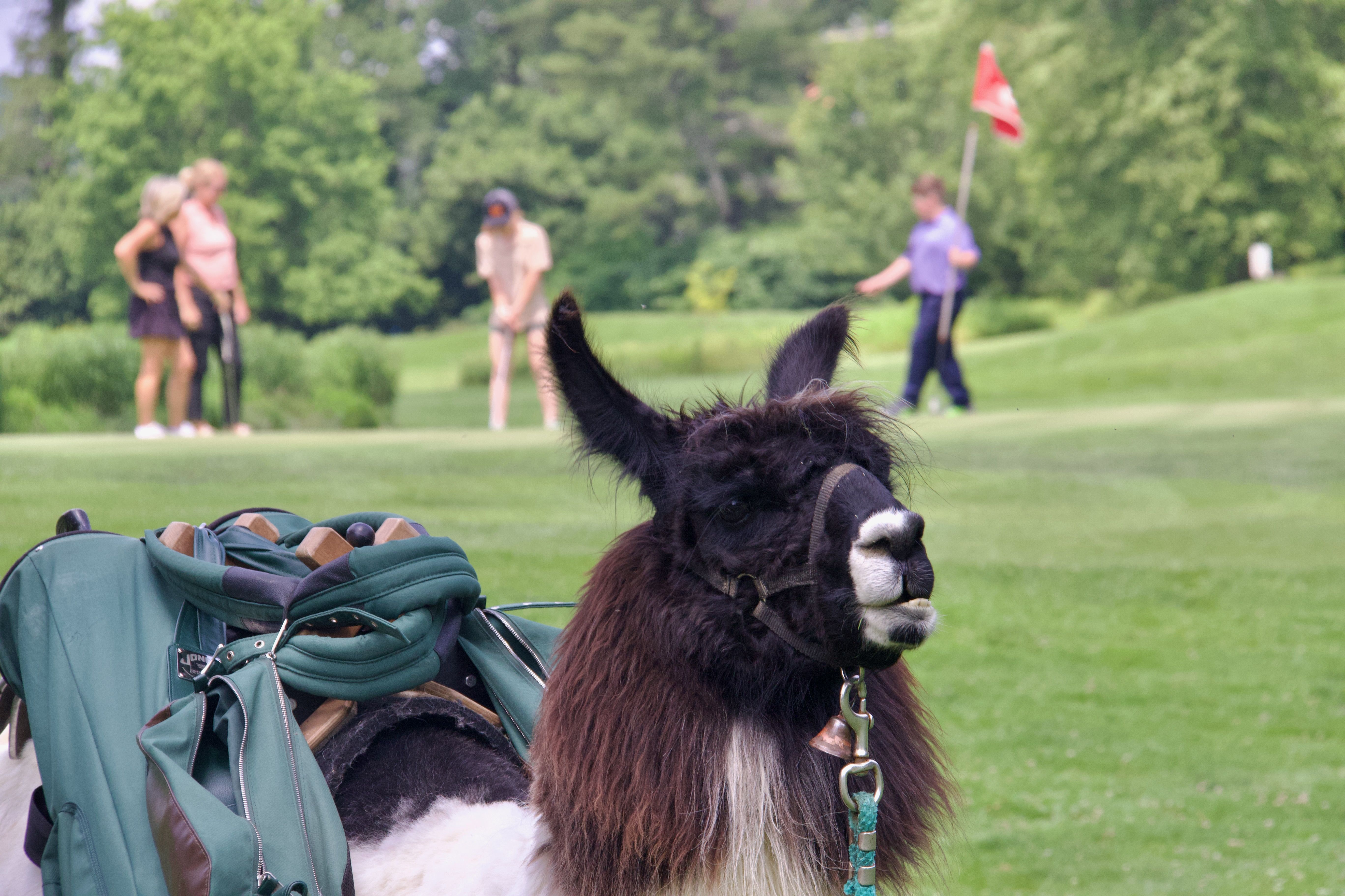 A llama stands in the foreground while golfers play in the background.