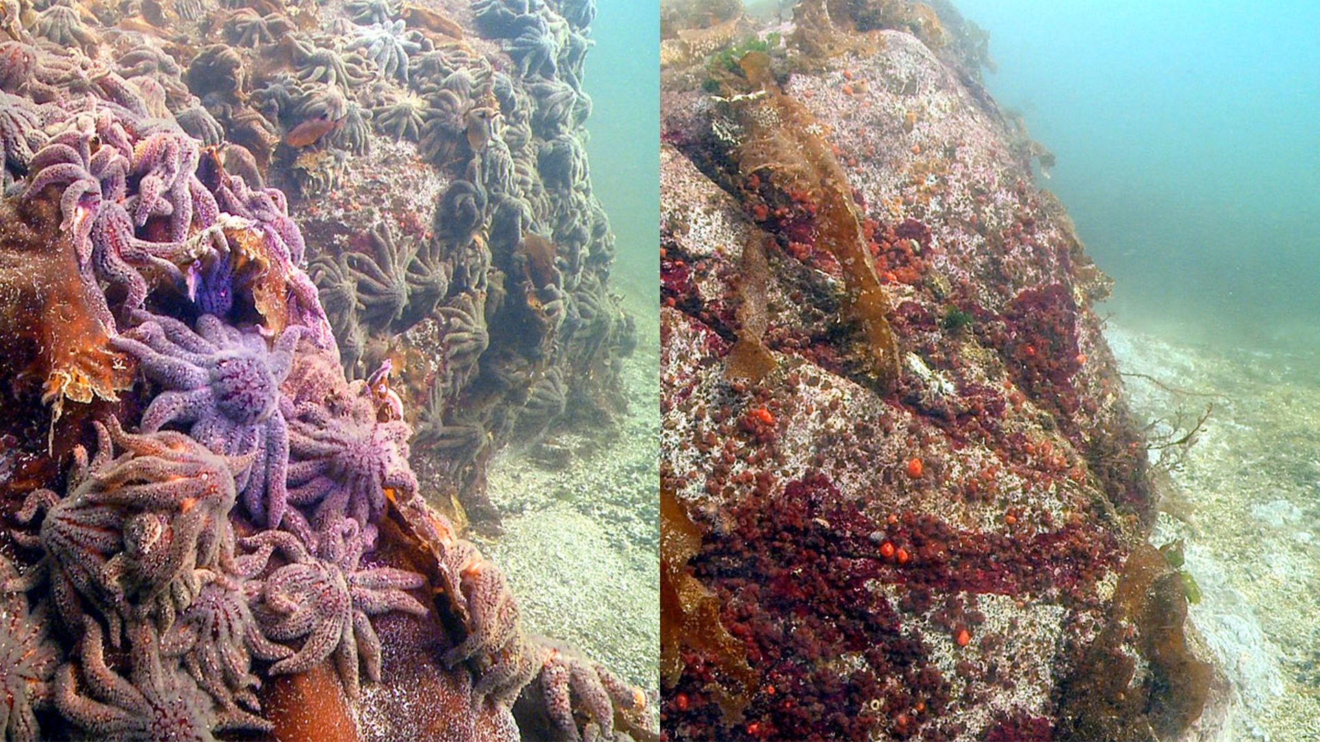 A side by side comparison of two photographs of sunflower sea stars taken near Croker Island in British Columbia.