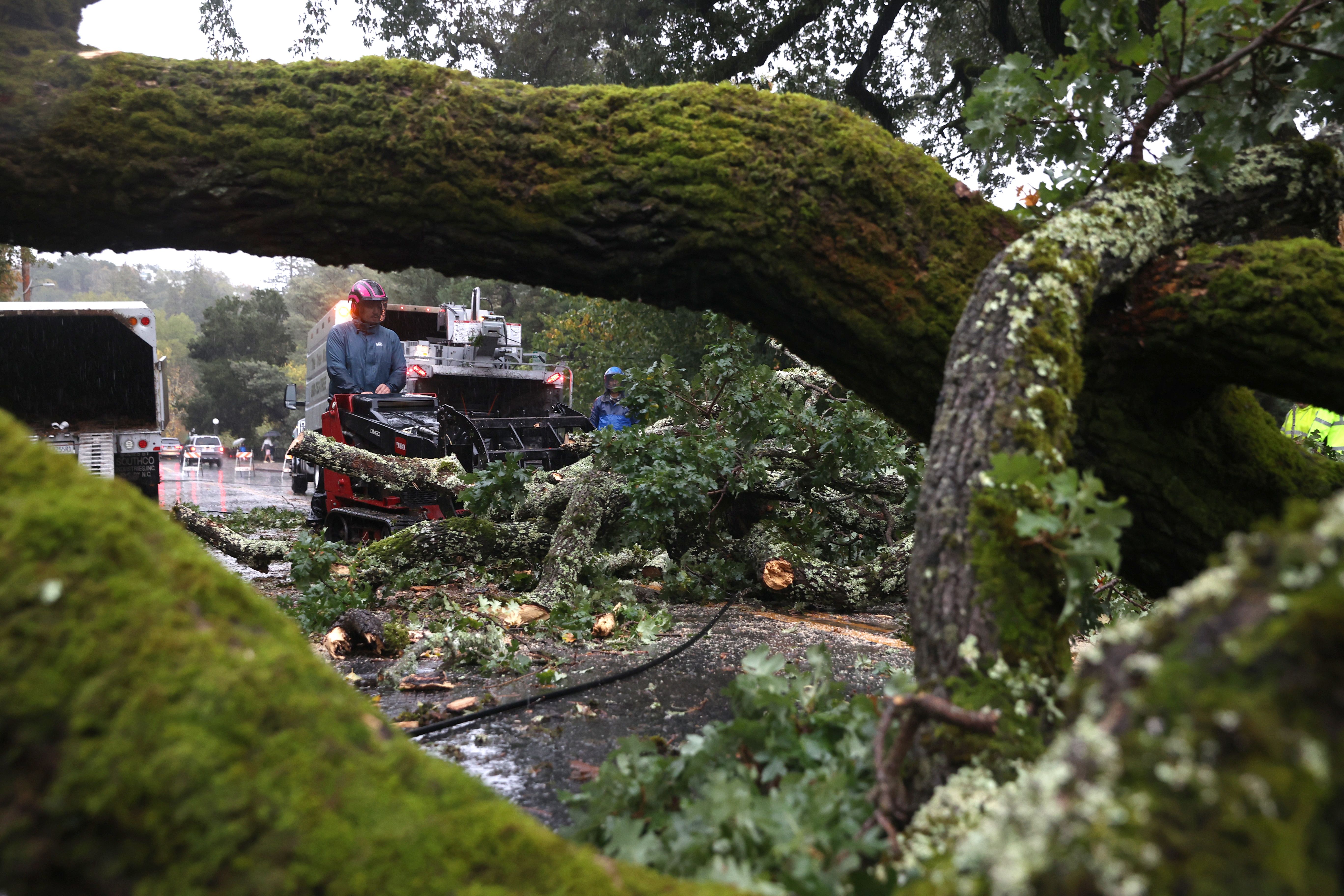   Tree workers cut up a tree that fell across a road in Ross, California, on Oct. 24. 