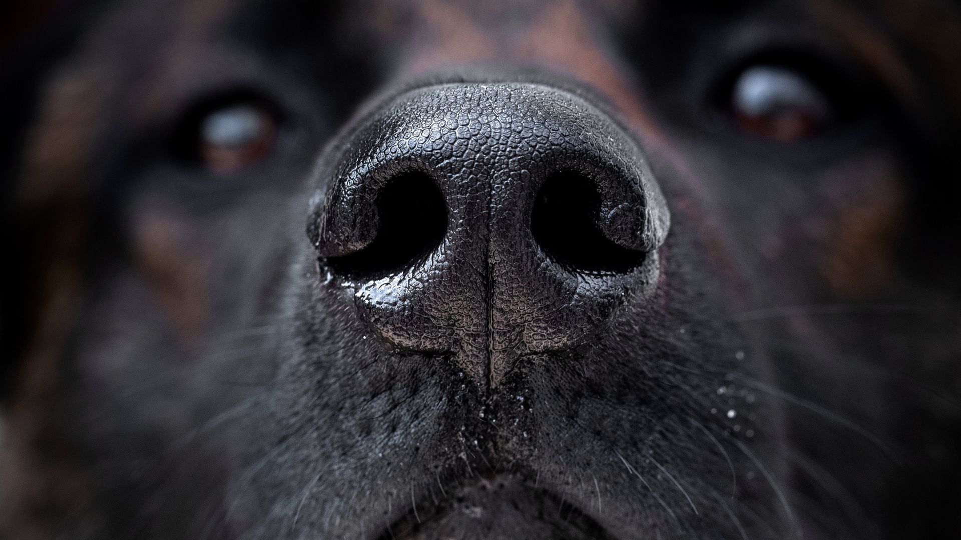 Dog's nose