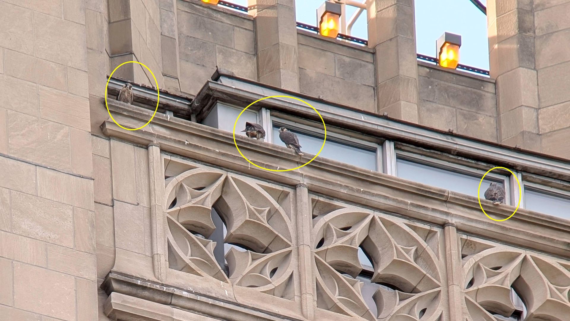 Three peregrine falcons circled in yellow perched on ledges and a windowsill of a beige stone building with decorative masonry and orange lanterns above.