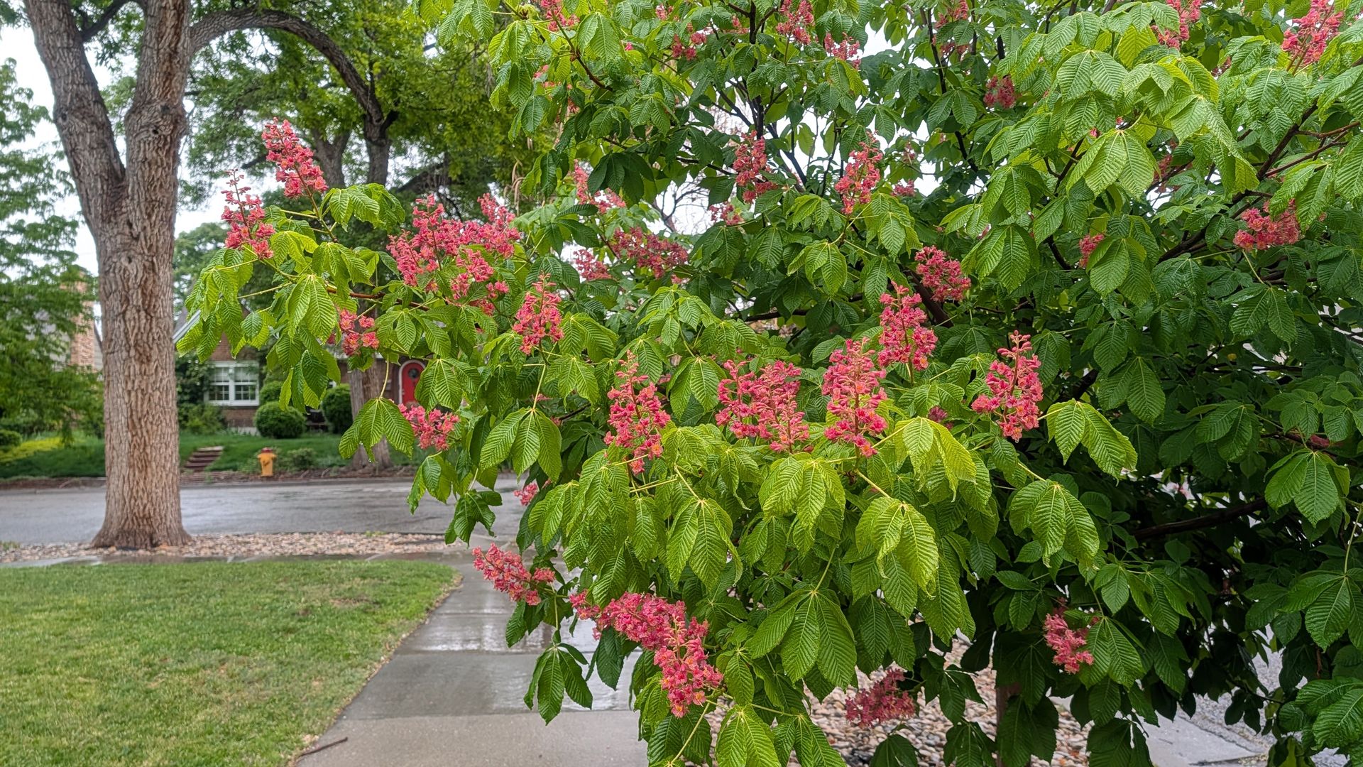 Flowering tree with pink clusters and large serrated green leaves beside a sidewalk on a quiet residential street; a tall tree trunk is visible on the left with a house in the background.