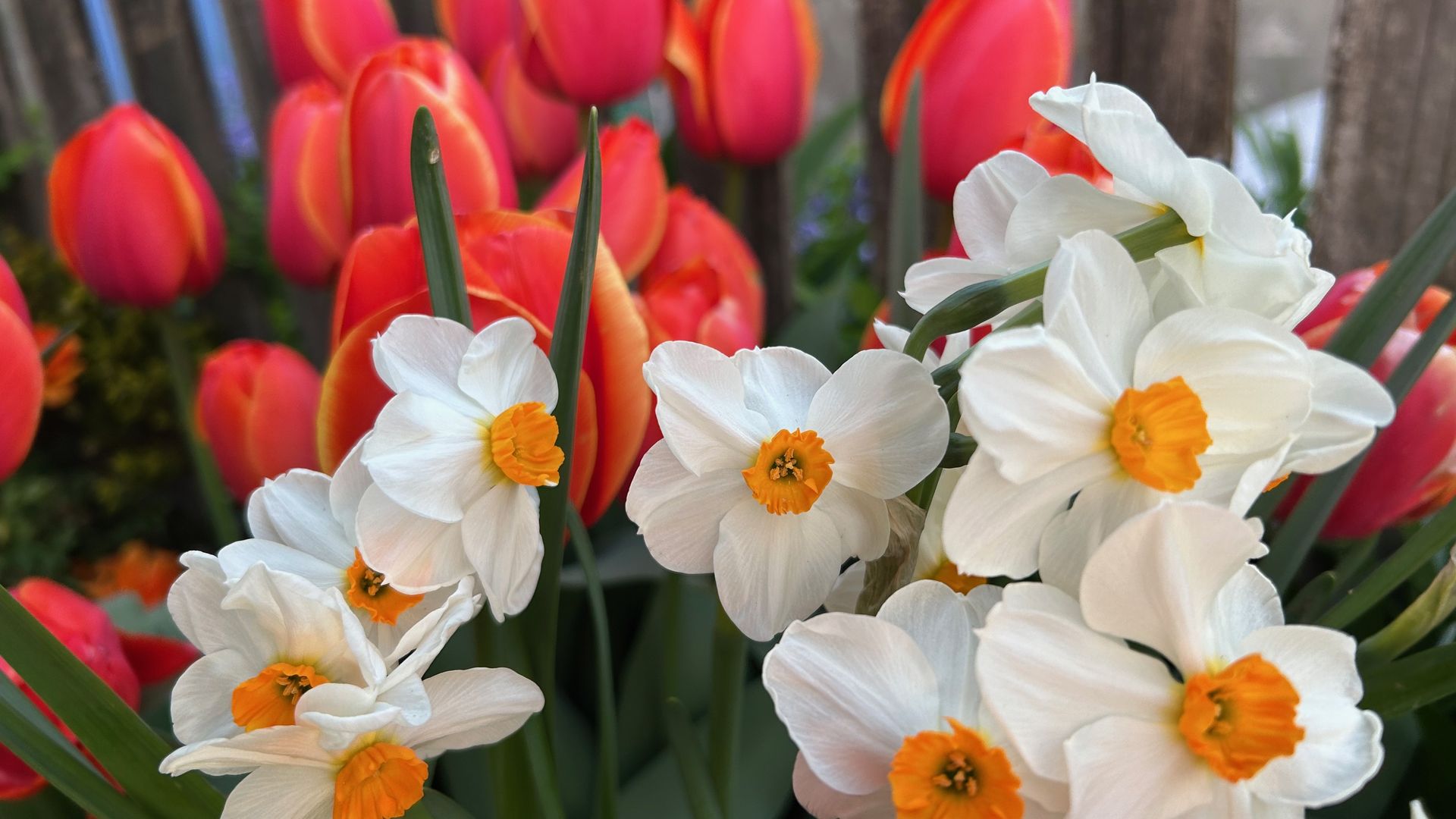 Creamy white and gold daffodils and red tulips bloom in spring. 