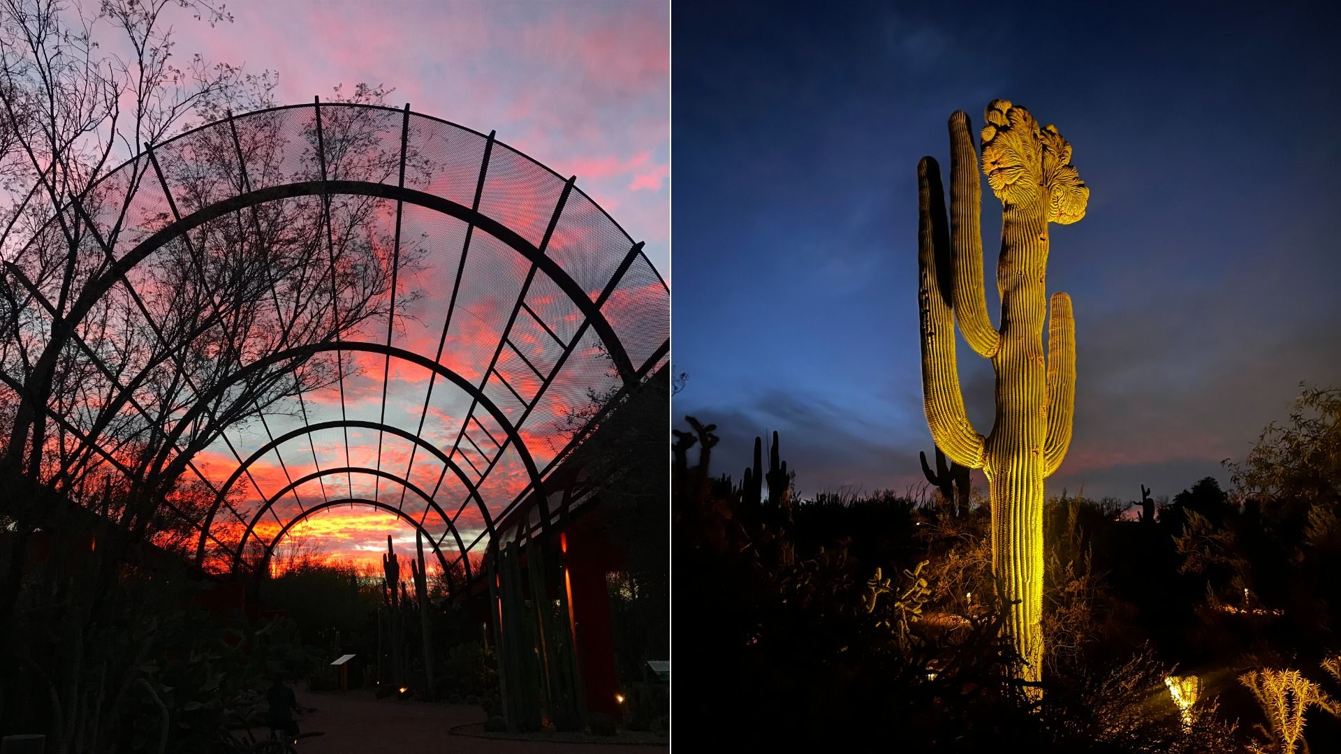 Side by side photos of desert plants. 