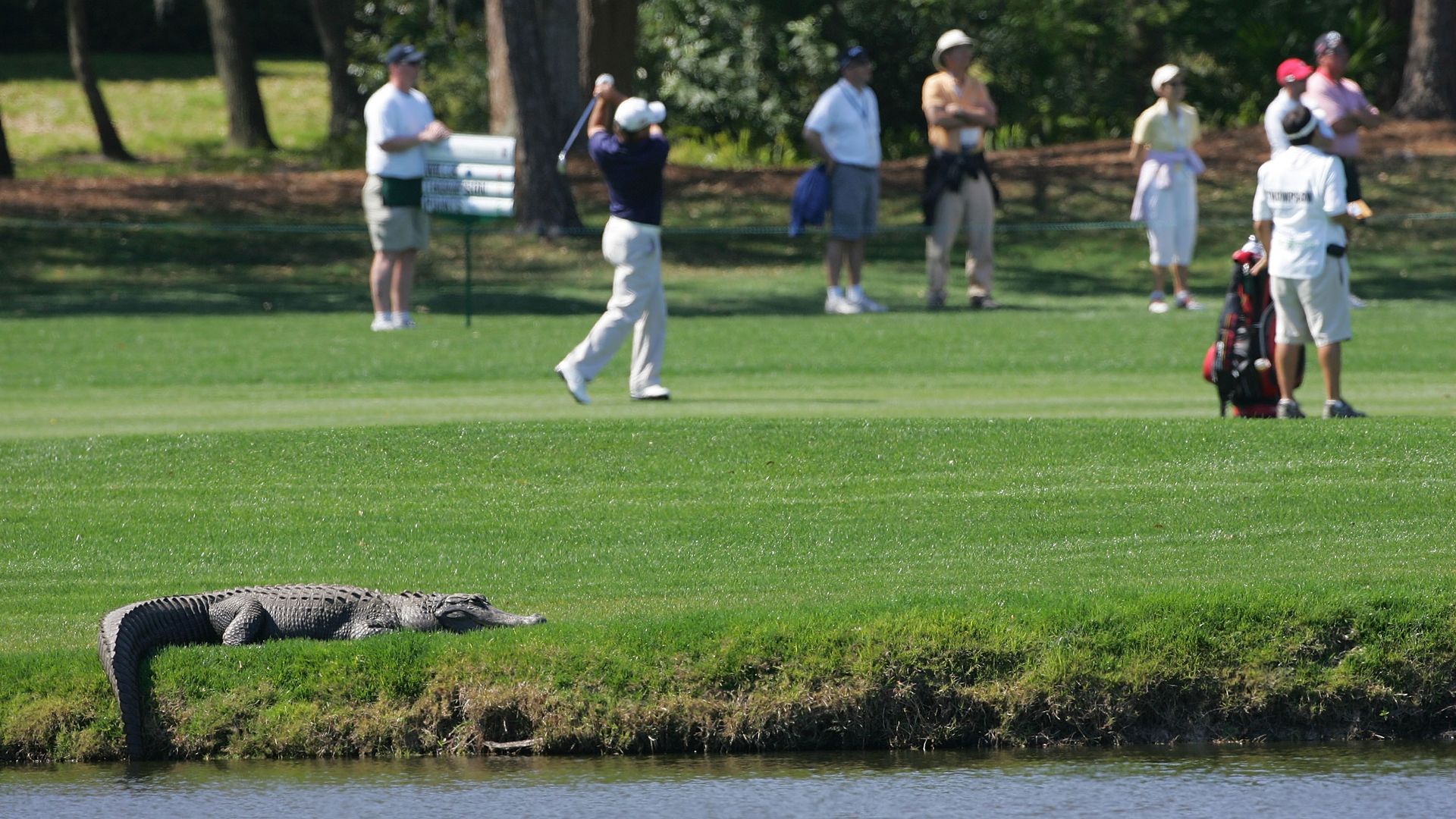 An alligator suns itself on a golf course