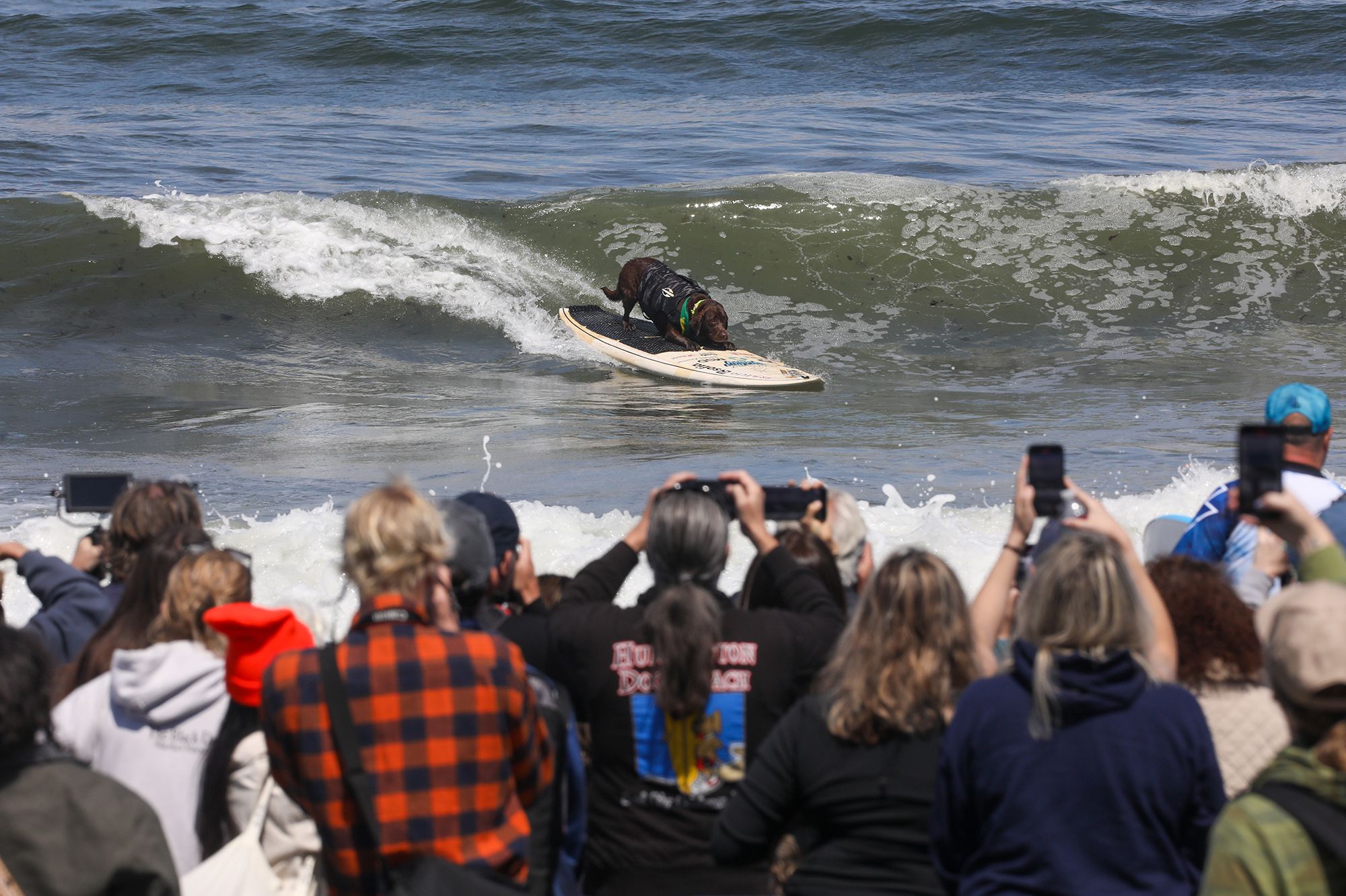 Cacau competes in the annual World Dog Surfing Championship in Pacifica, Calif. 