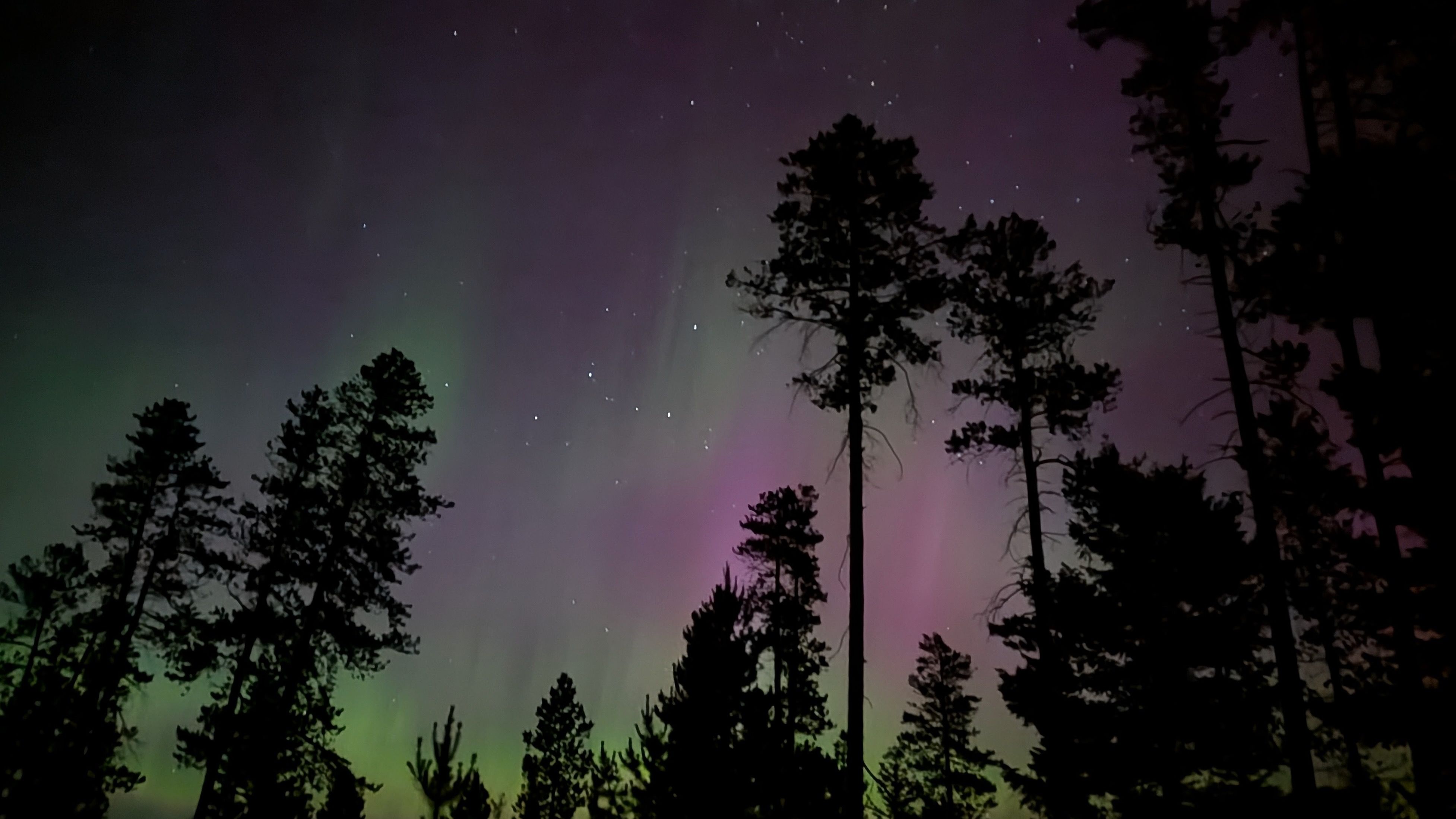 Northern lights and conifer trees
