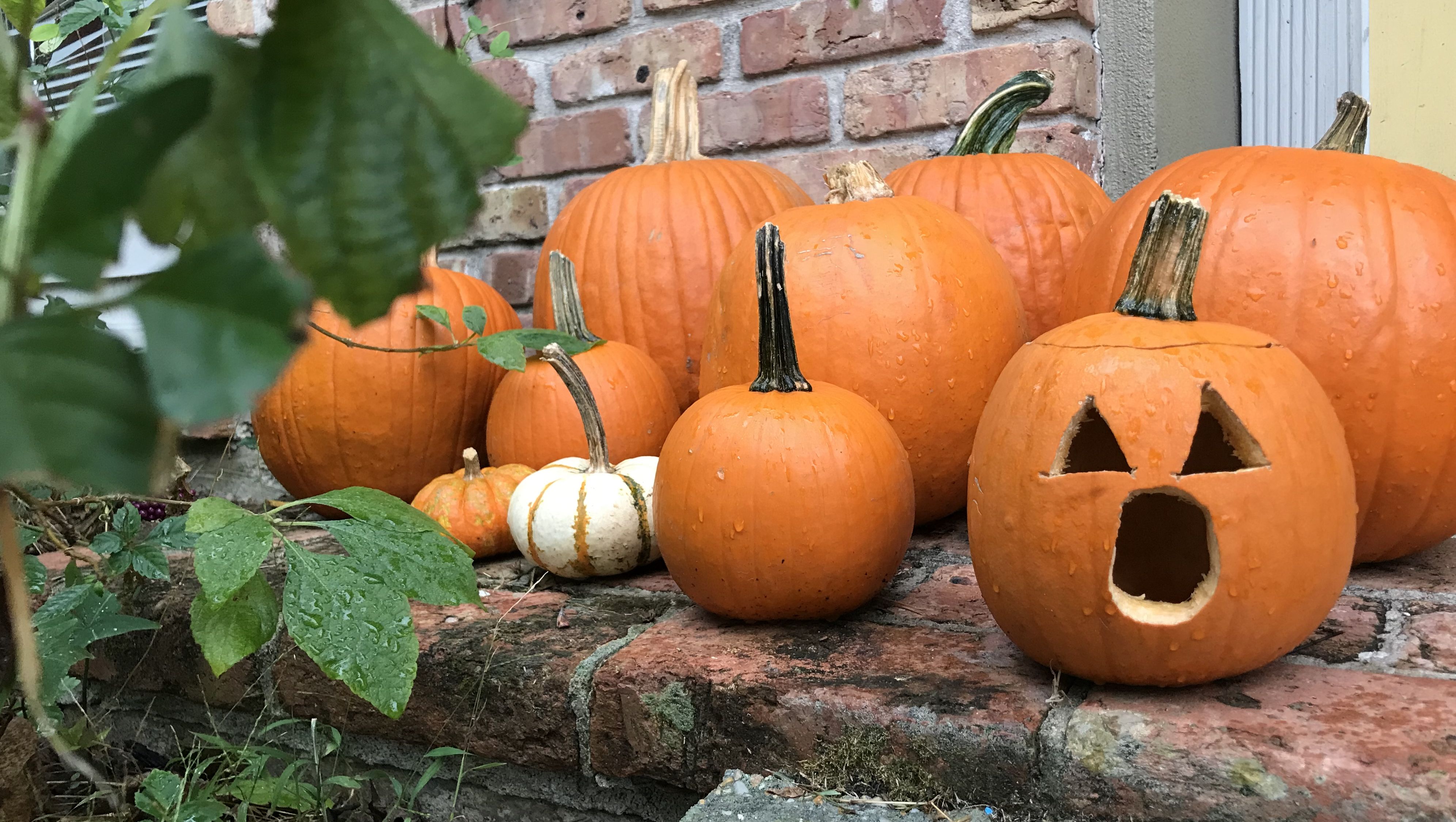 Photo shows pumpkins on a porch
