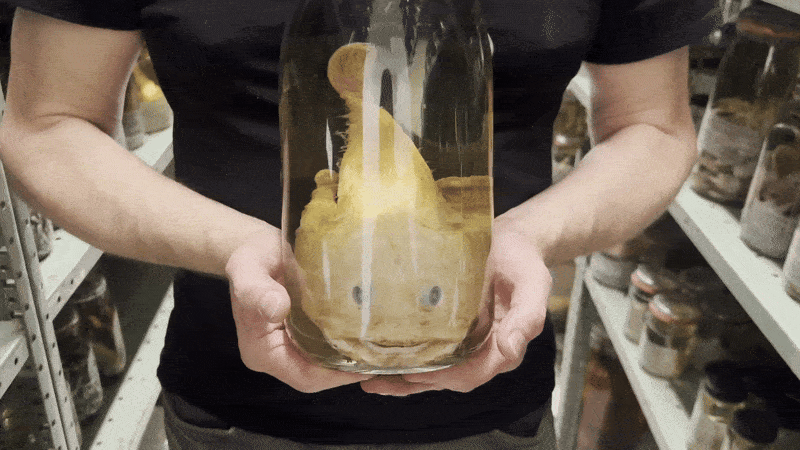 A video pans closer to a jar with a monkfish inside as a man holds its base with two hands.