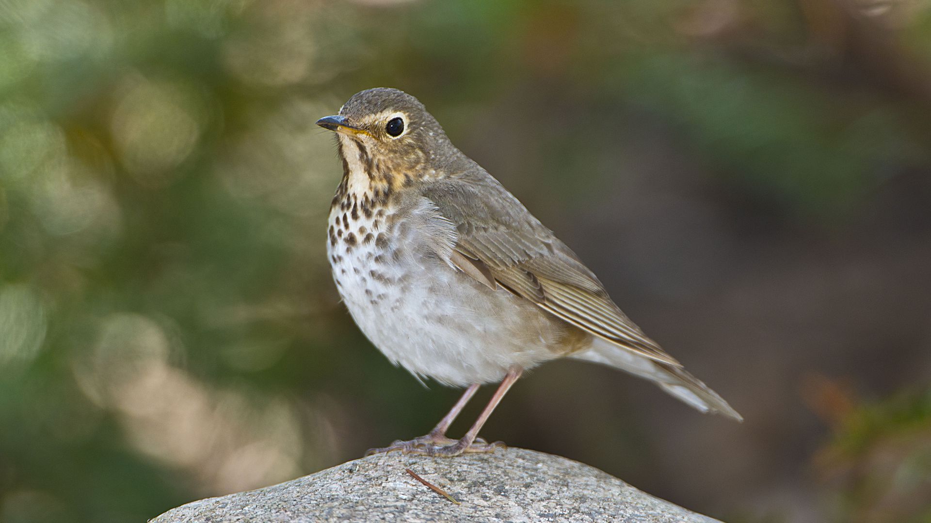 A Swainson's thrush bird stands on a rock. 