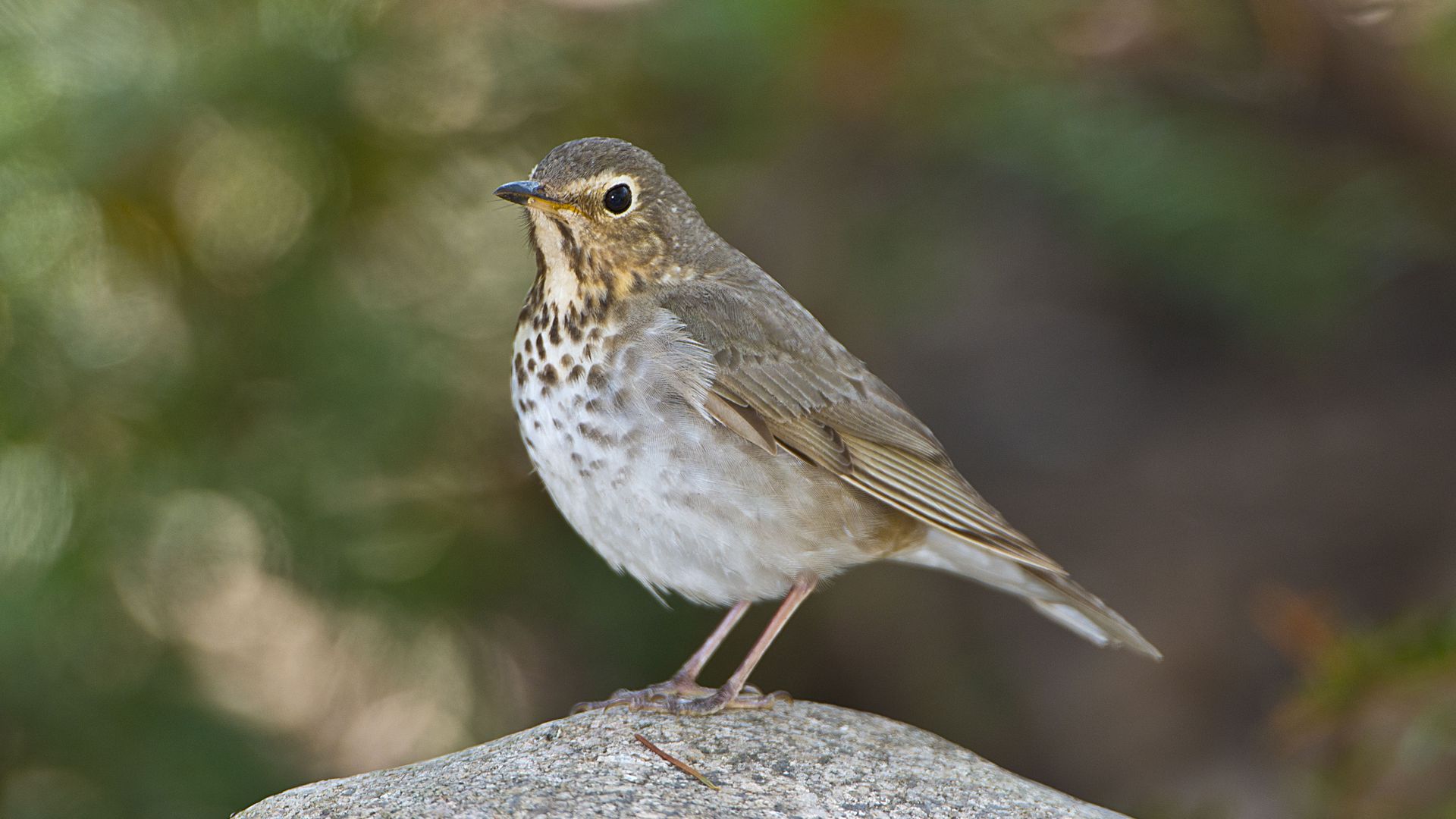 A Swainson's thrush bird stands on a rock.