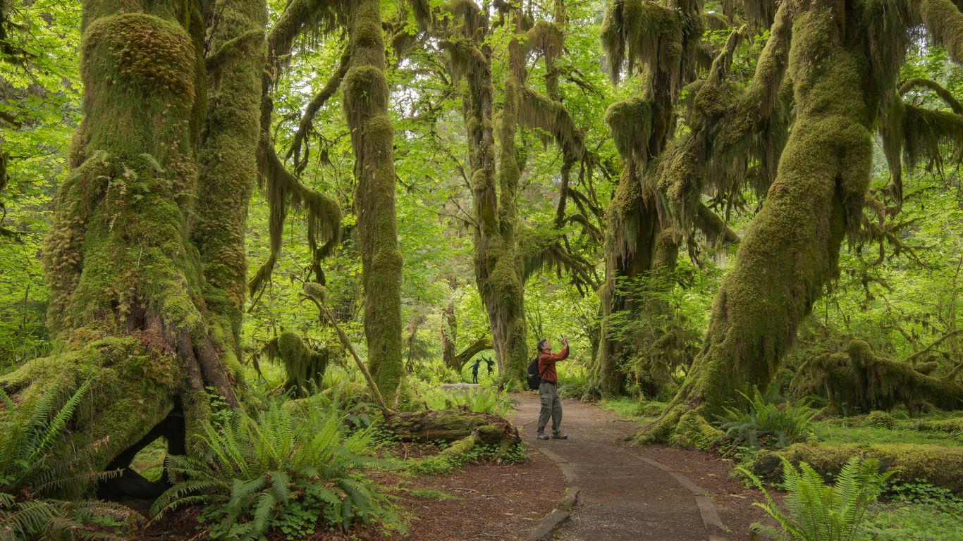 Hoh Rain Forest could reopen in May with new road repair plan