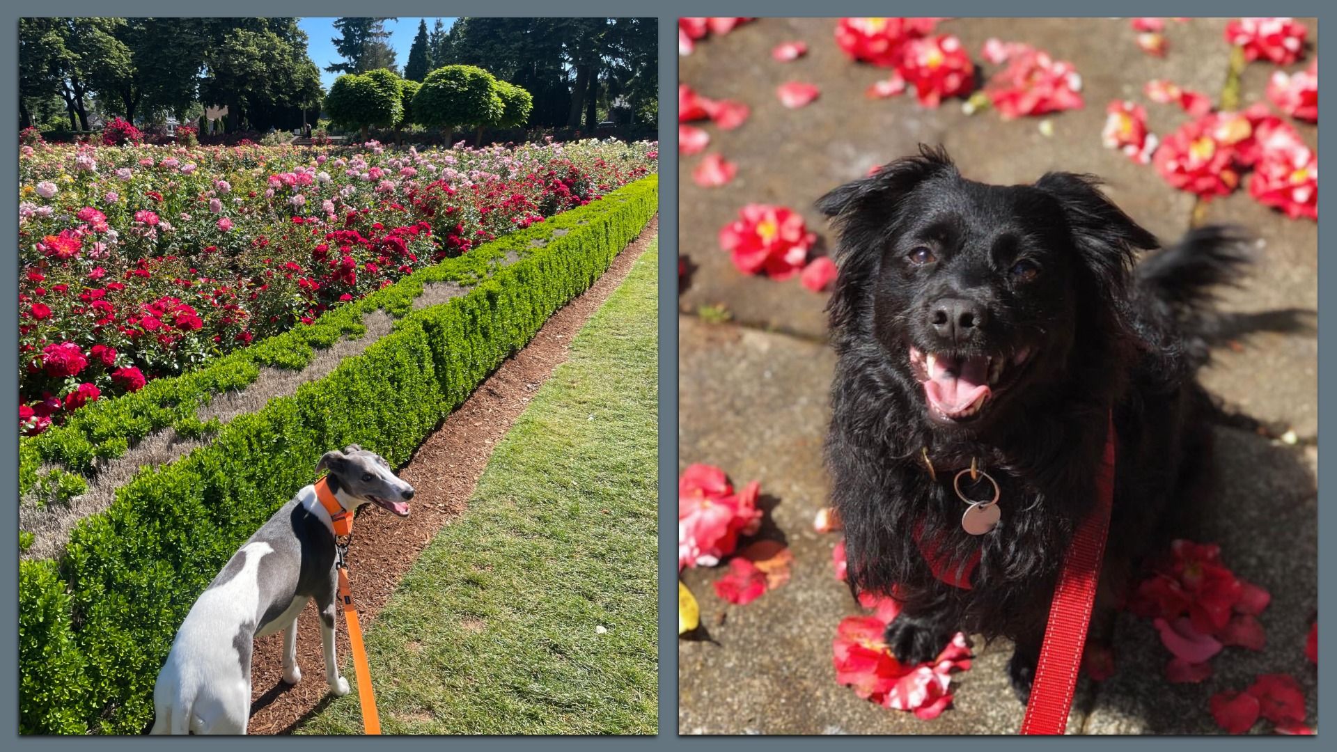 A side-by-side shows two images, each showing good dogs on leashes.