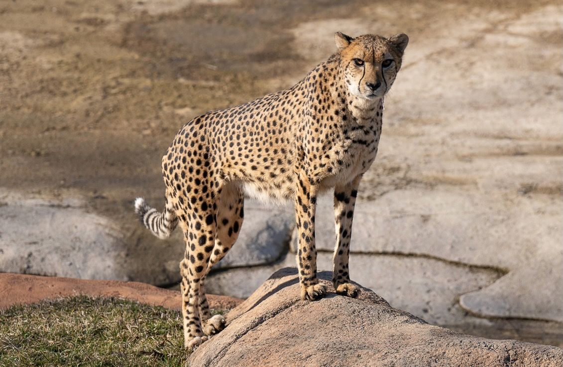 Cheetah Adrienne stands on a rock