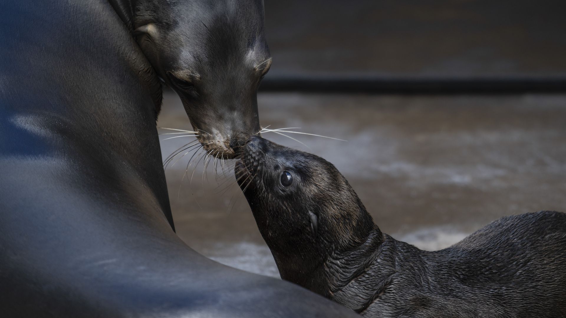 A mother California sea lion touches snouts with her newborn baby. 