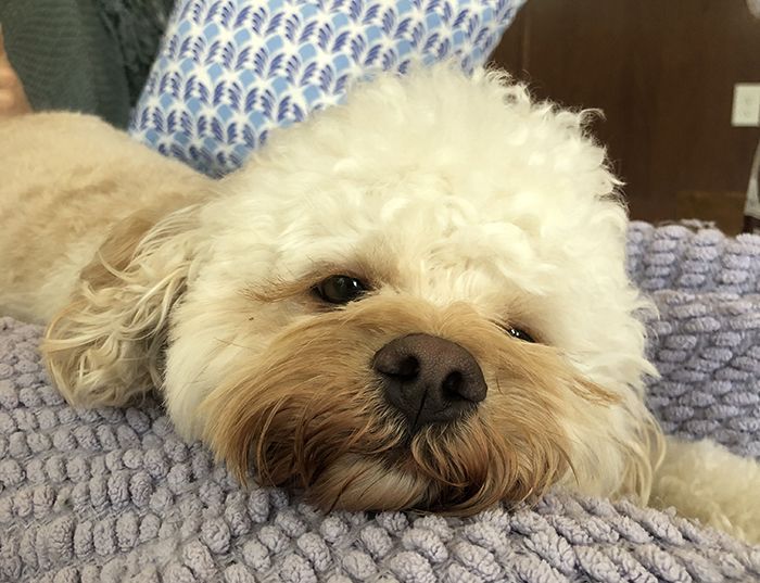 Roy Williams retires, UNC Basketball, Tar Heels, Chapel Hill, Carolina, Dean Smith, Michael Jordan