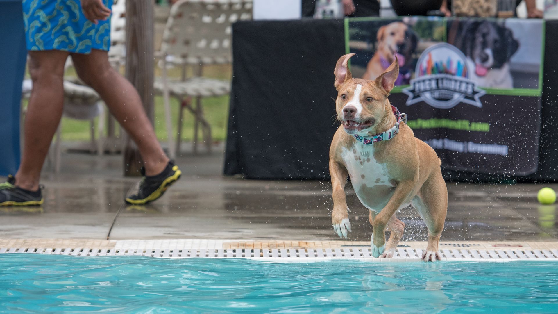 Brown and white dog runs along the pool deck, ears up, spraying water. In the background, a person in blue patterned shorts and yellow shirt passes by, near a dog-themed banner.