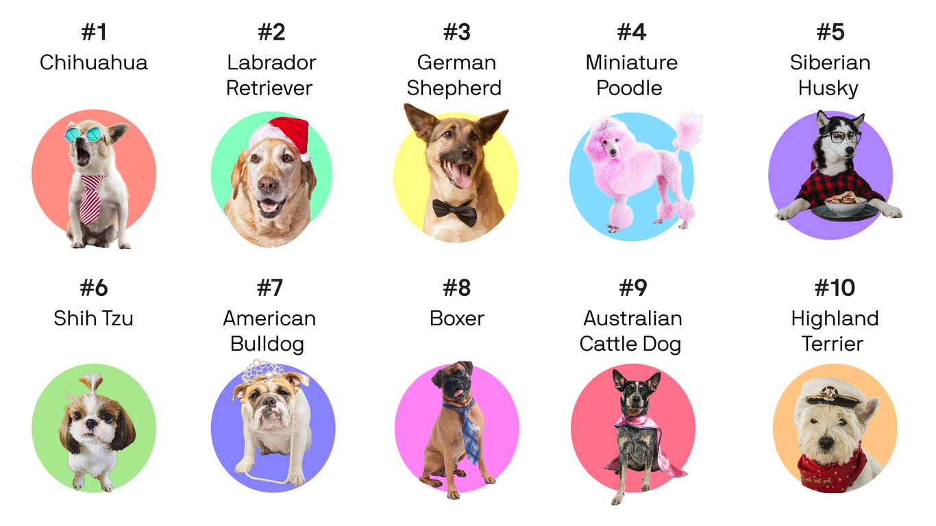 Top dogs Denver's most popular breeds in 2020, listed Axios Denver