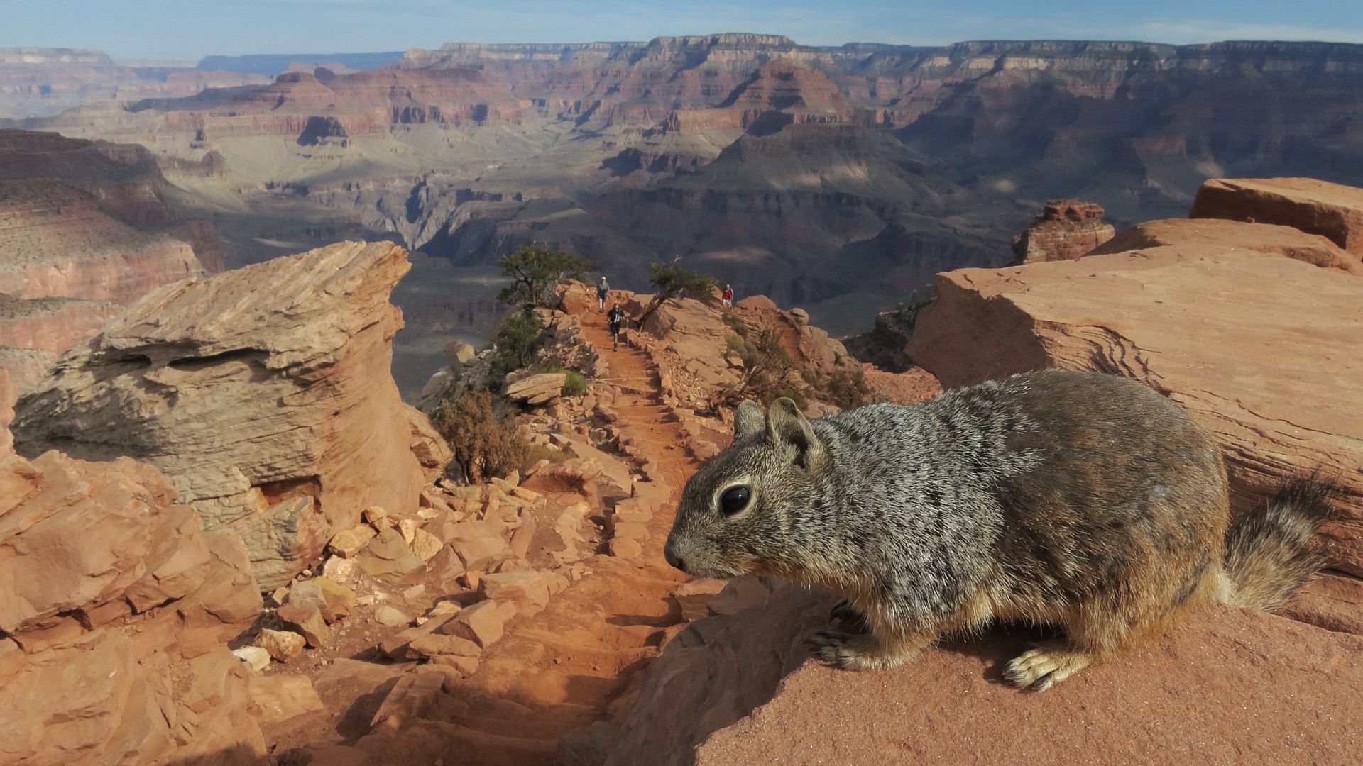  A squirrel stands at the South Keibab Trail at the Grand Canyon South Rim on July 13, 2014 