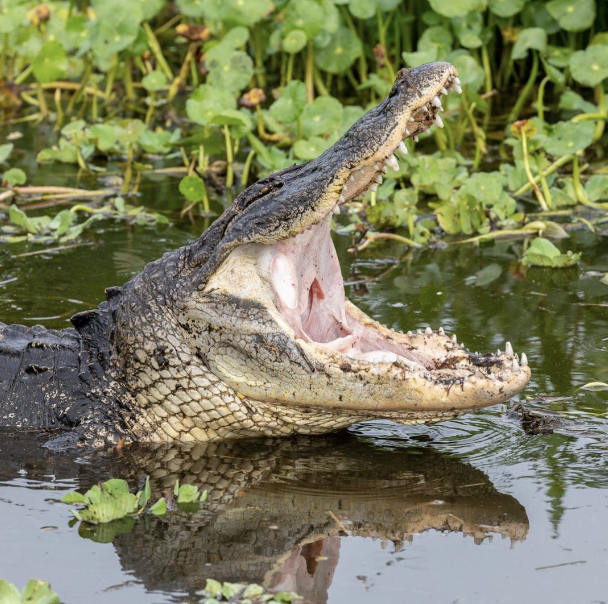 an alligator opening its jaws wide