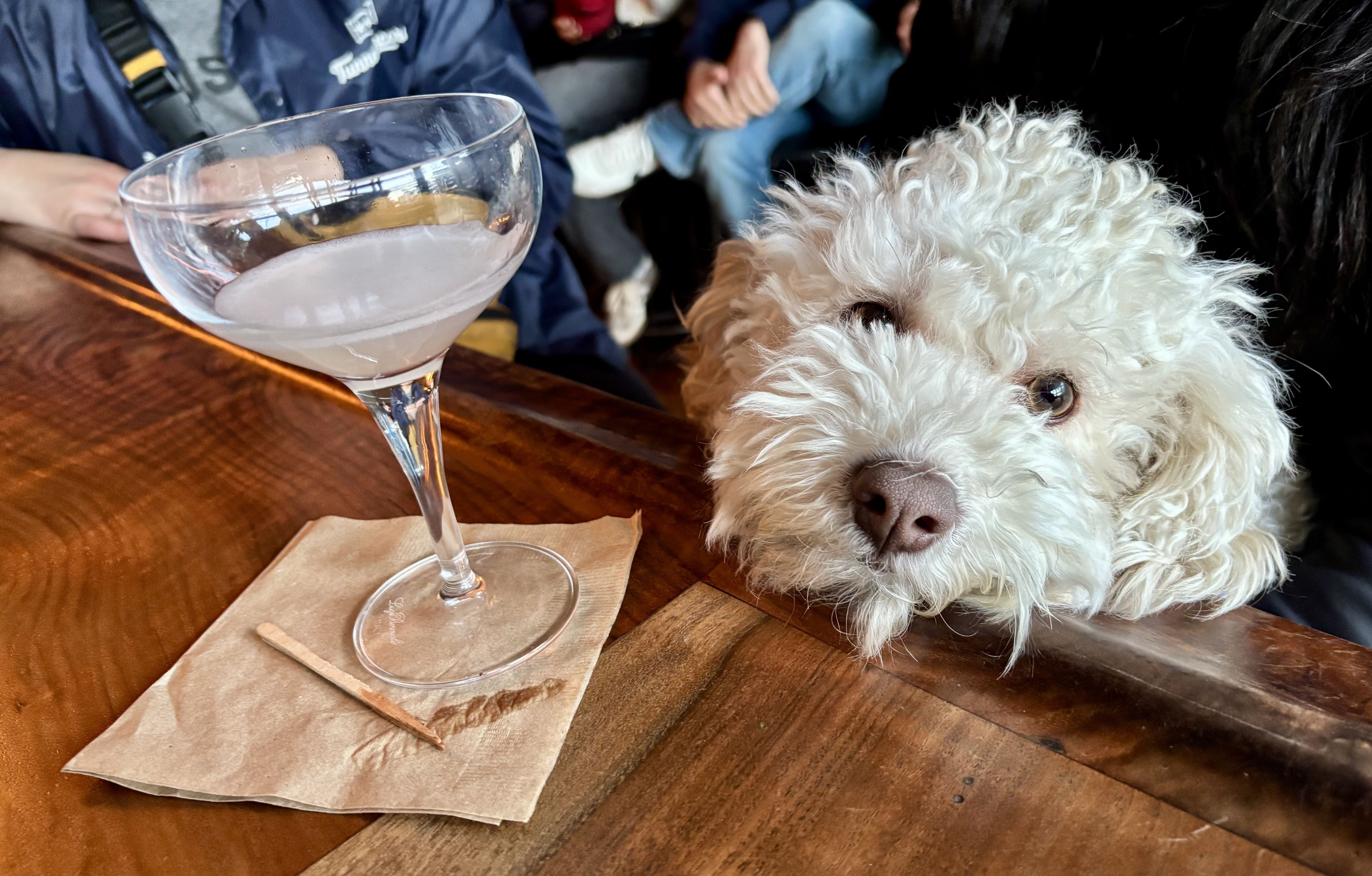 Curly white dog resting its head on a wooden table near a cocktail glass with a light pink drink and a used toothpick on a brown napkin in a casual indoor setting.