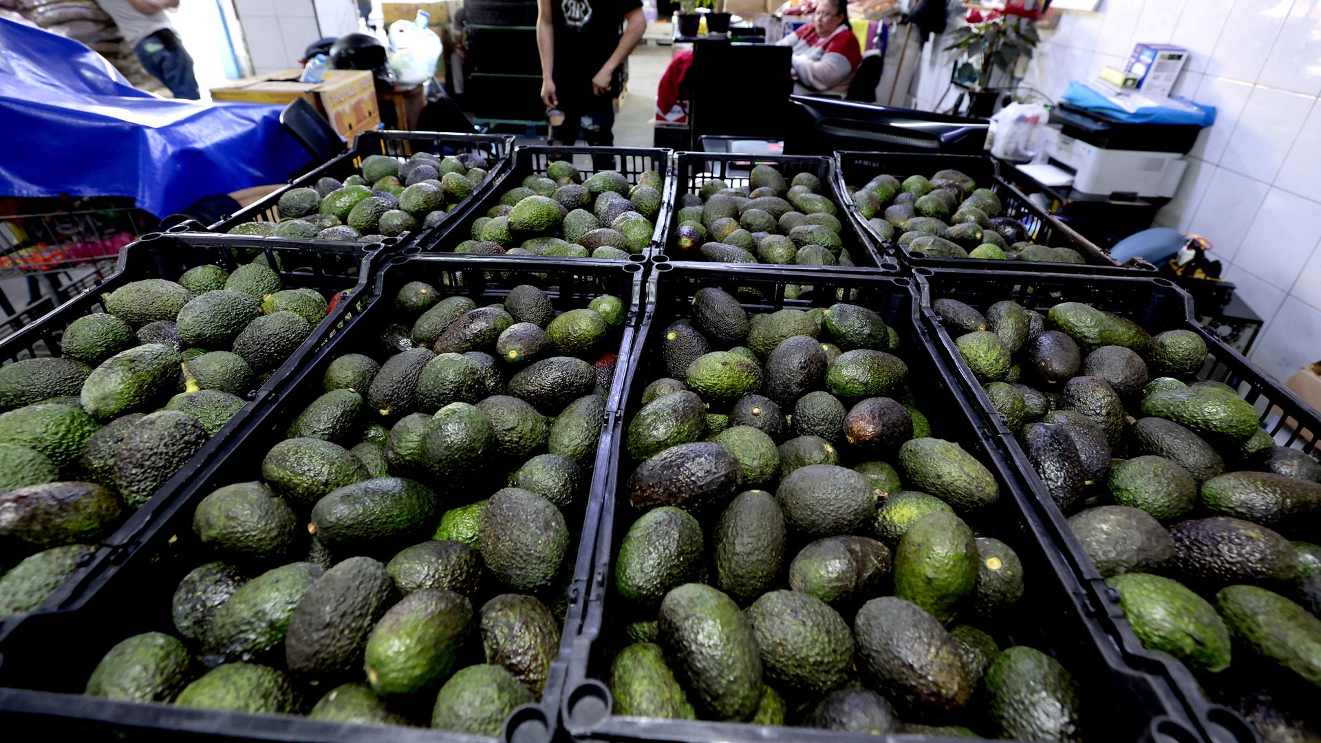 Boxes of avocados