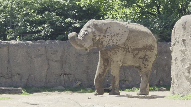 A weathered concrete elephant statue stands on a paved area, trunk curved upward, gray with patches. Set against a stone wall and green trees in the background.