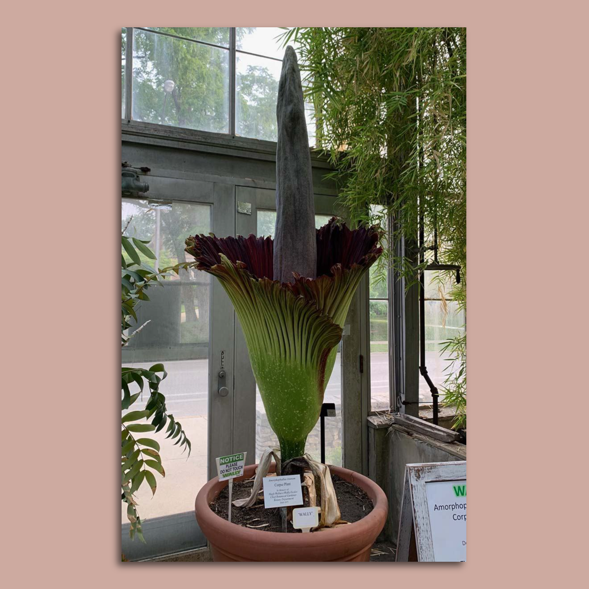 How to see Indiana University's blooming corpse plant - Axios Indianapolis
