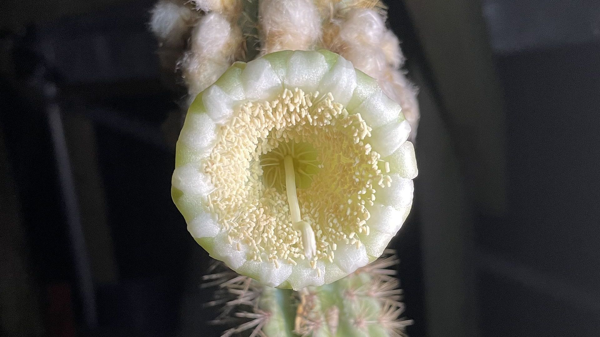 Pilosocereus millspaughii