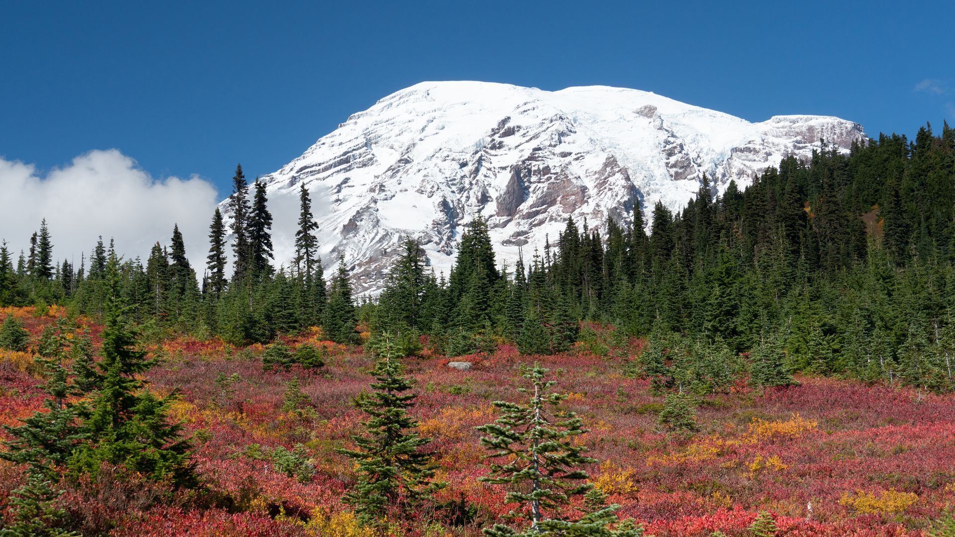 Mount Rainier is shown above the colorful meadows of Paradise, framed by evergreen trees and blue sky.
