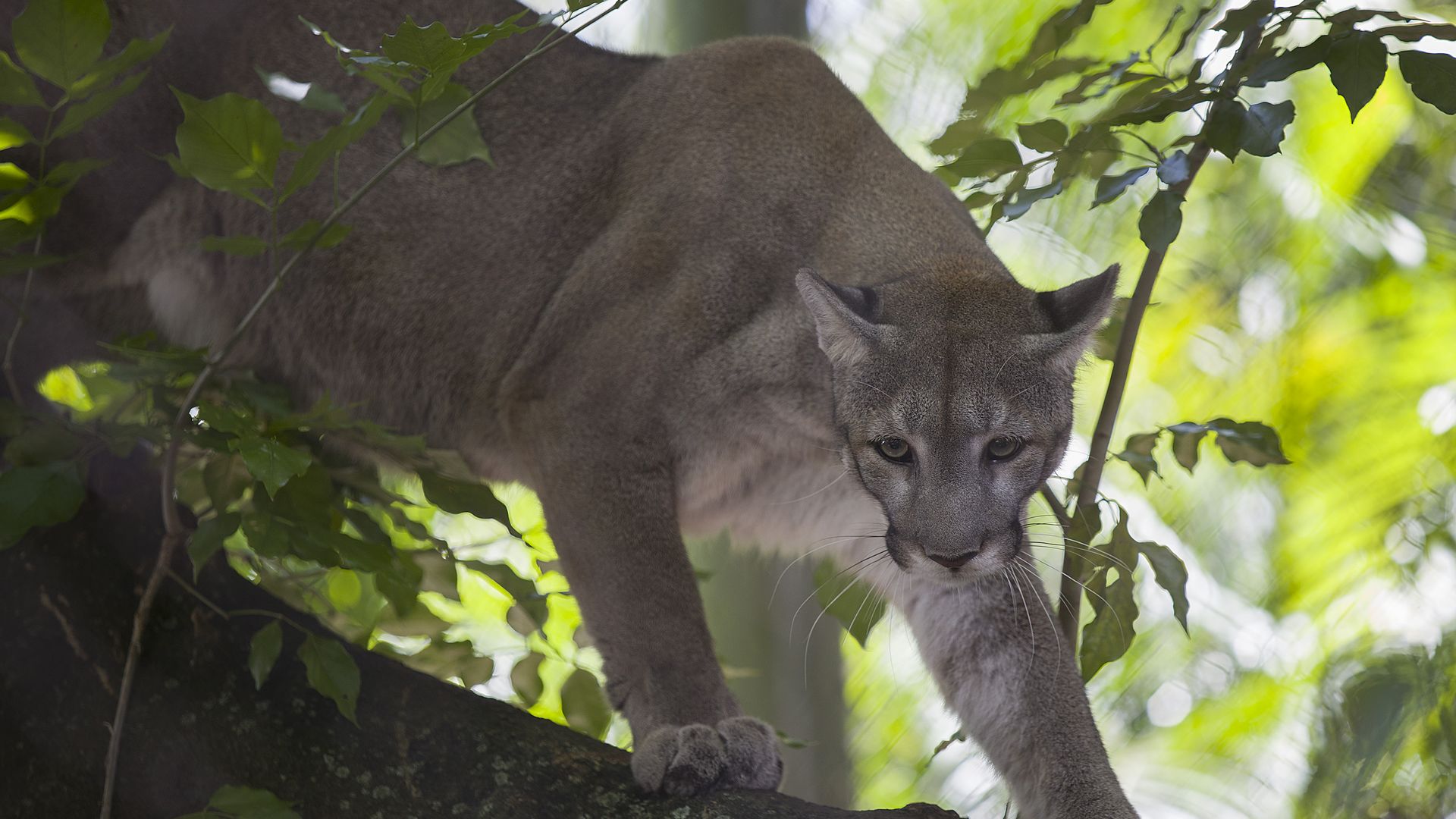 A Florida panther perches on a tree branch, appearing ready to pounce.