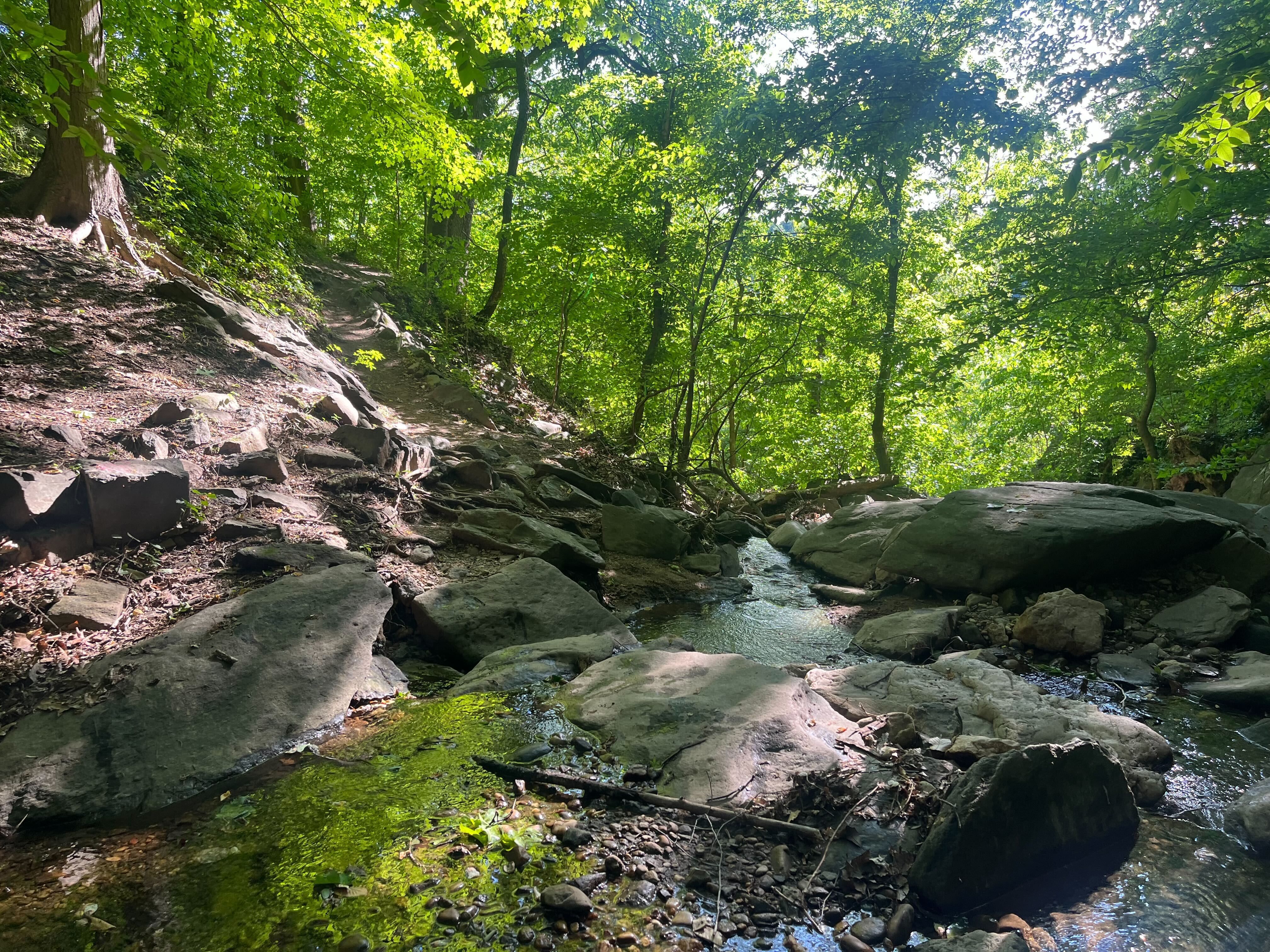 A creek's water running over rocks with trees in the background