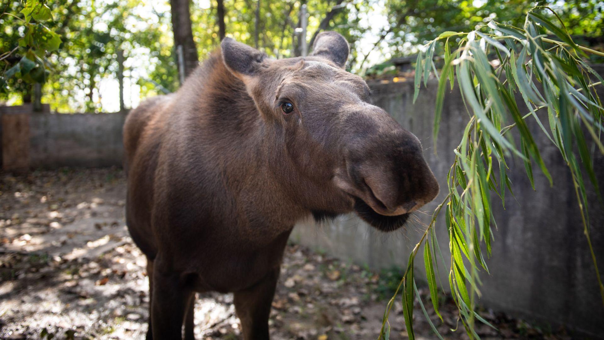A close-up of a moose calf's face near a tree branch