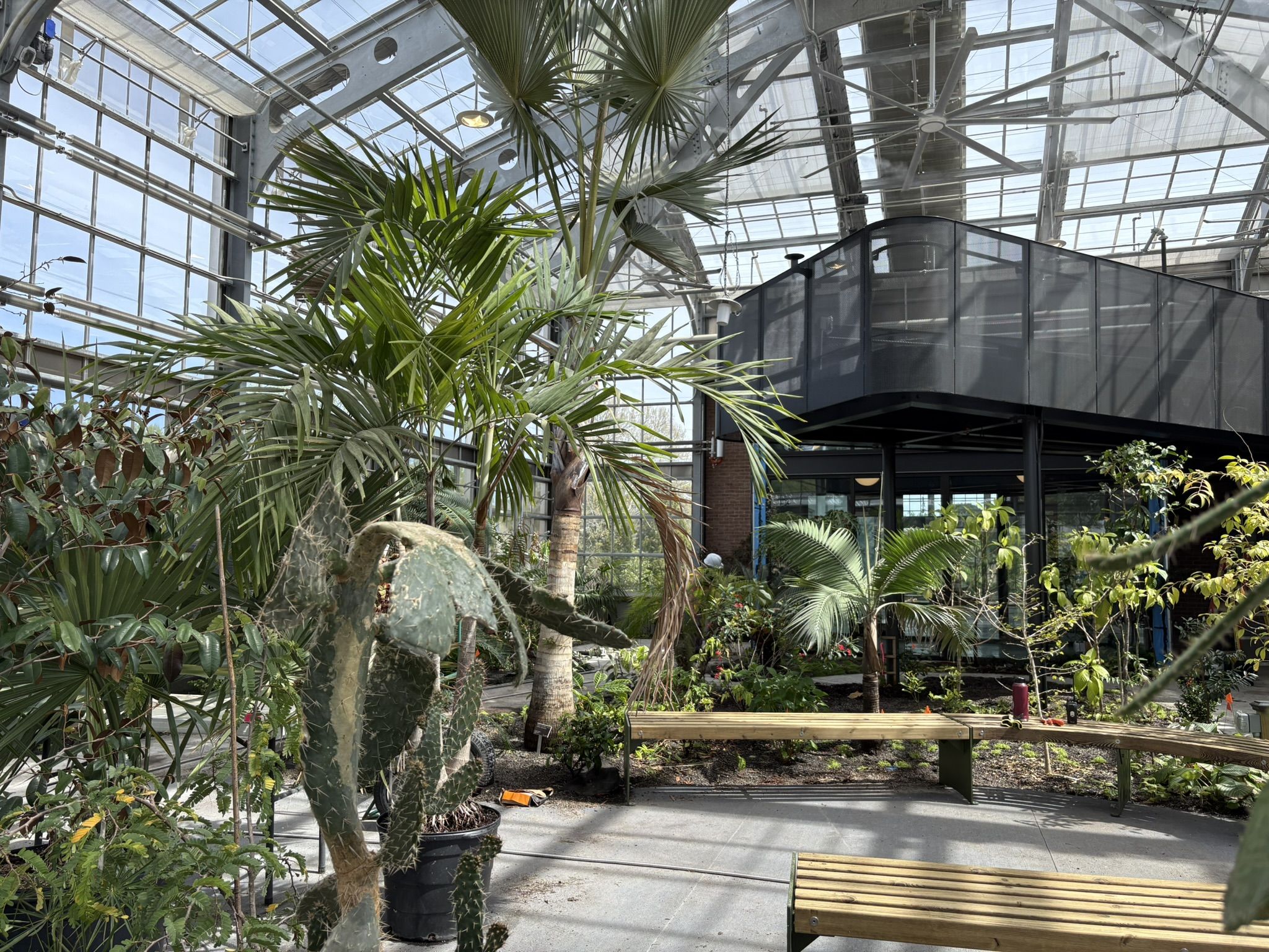 Inside a glass-walled greenhouse with metal framework, tall palm trees and tropical plants; a black mesh balcony and wooden benches under bright daylight.