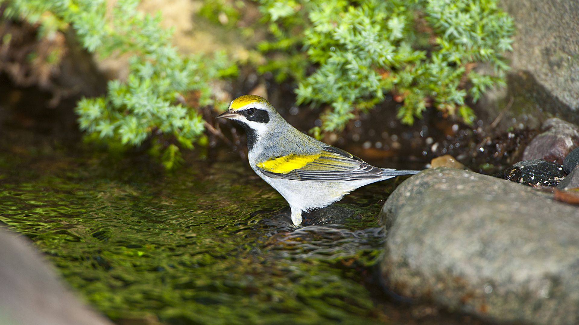 Golden-winged warbler